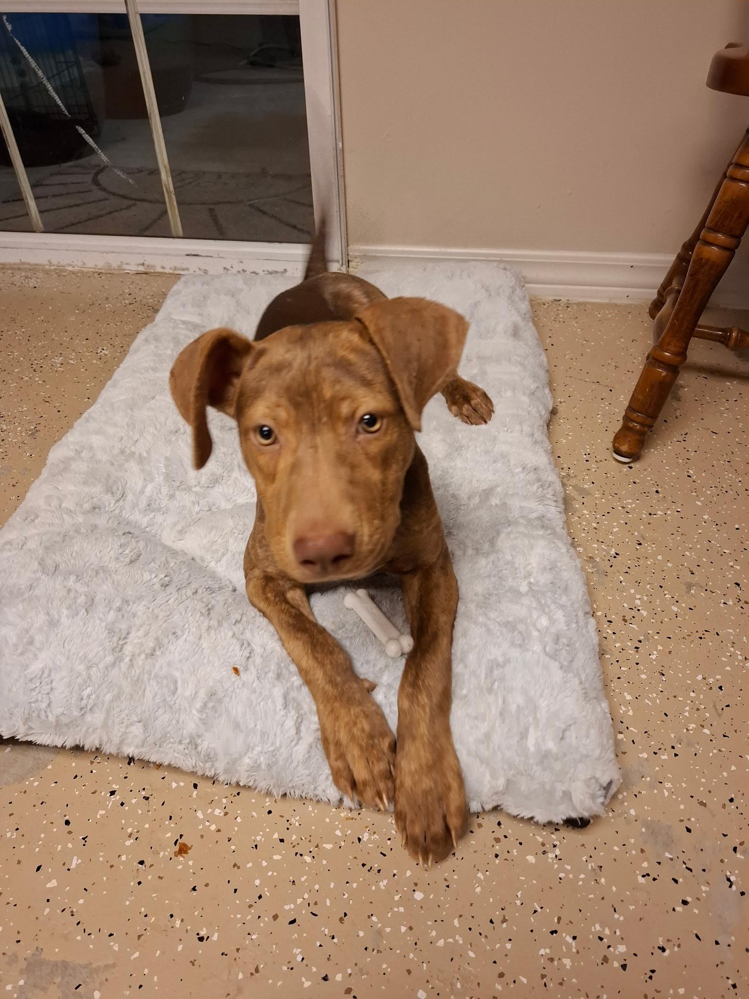 Mango, ADOPTABLE, Puppy Female Pit Bull Terrier & Dutch Shepherd.