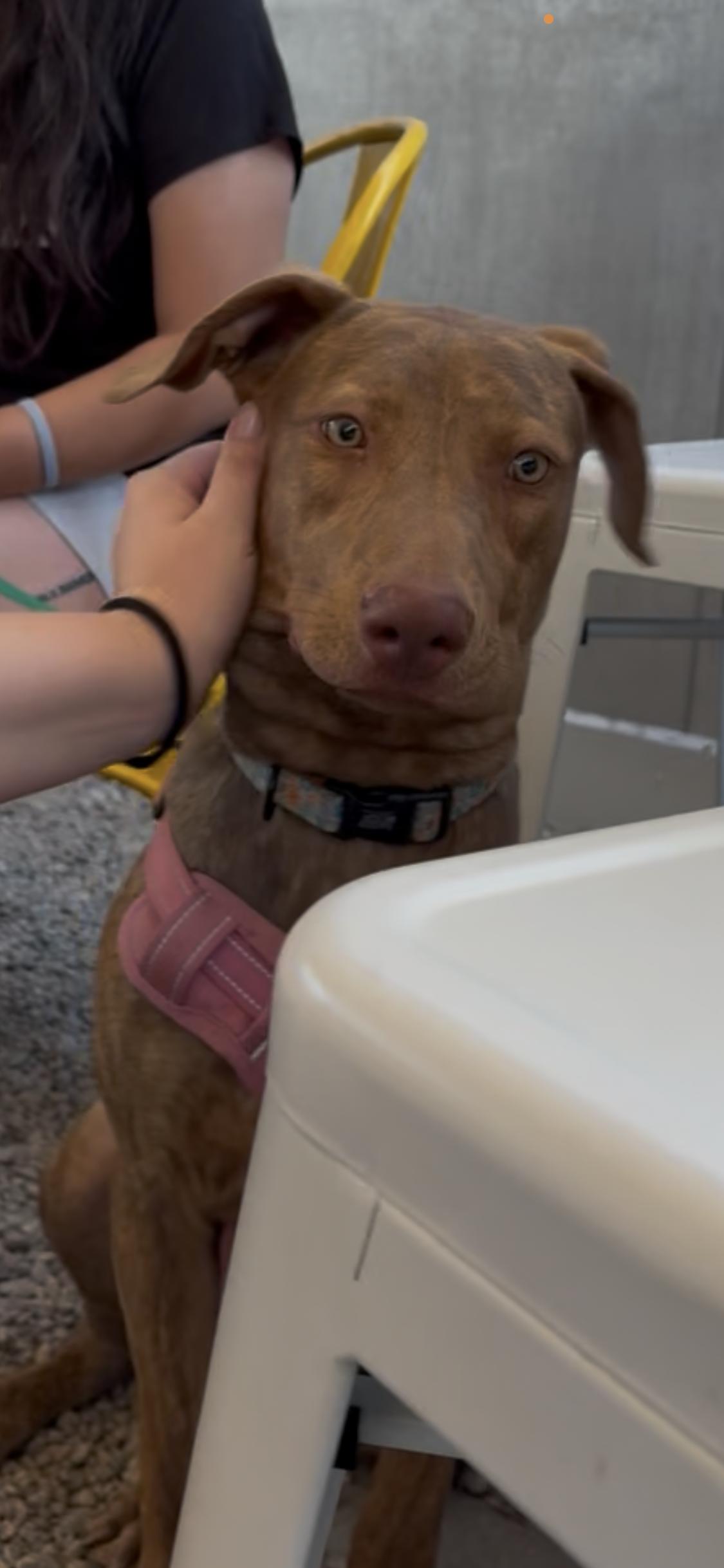 Enlarge Mango, a ADOPTABLE mixed breed in West Hollywood, CA image 4/6