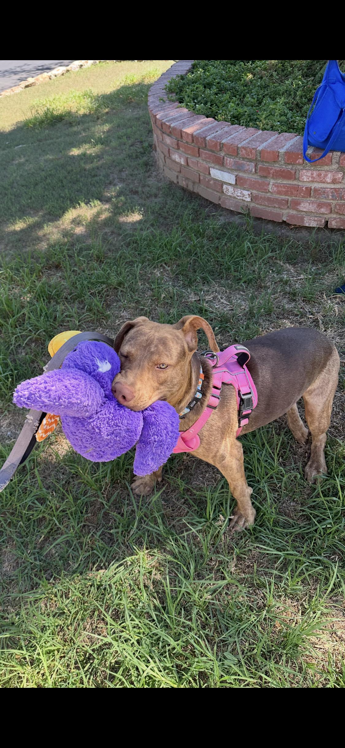 Enlarge Mango, a Adoptable mixed breed in Anaheim , CA image 5/6