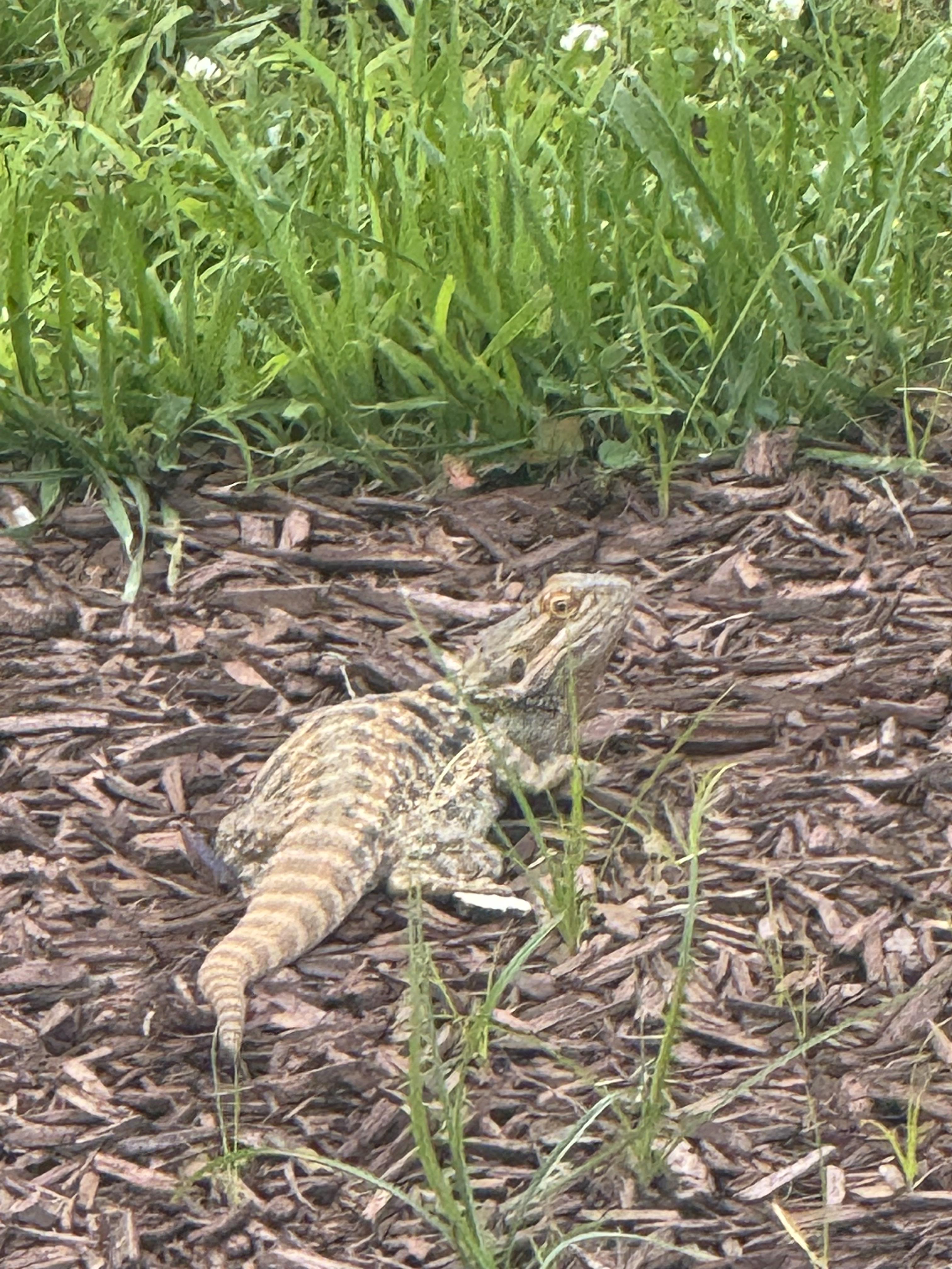 Peppermint, an adopted Bearded Dragon in JACKSON, NJ image 2/4