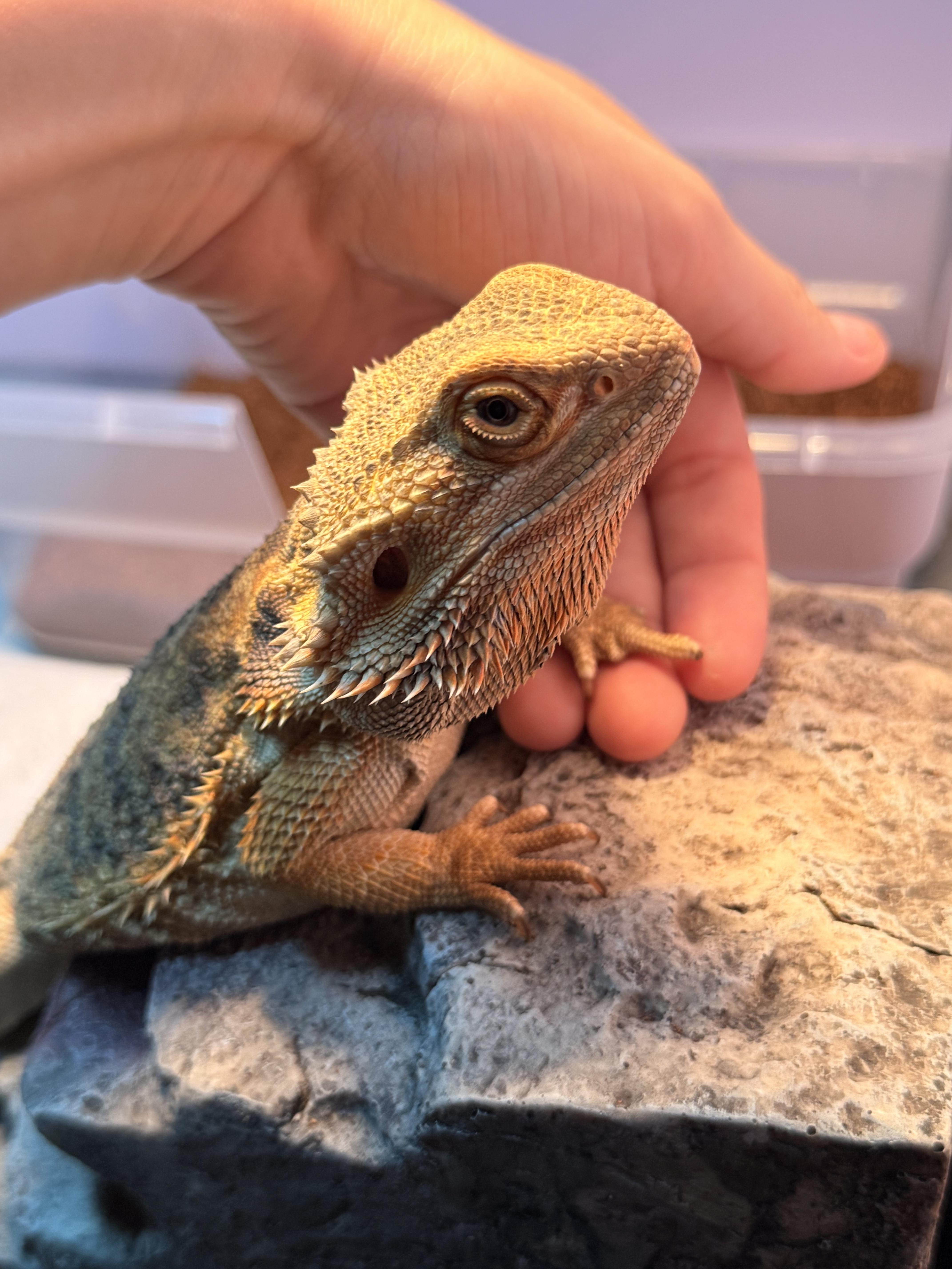 Peppermint, an adopted Bearded Dragon in JACKSON, NJ image 3/4