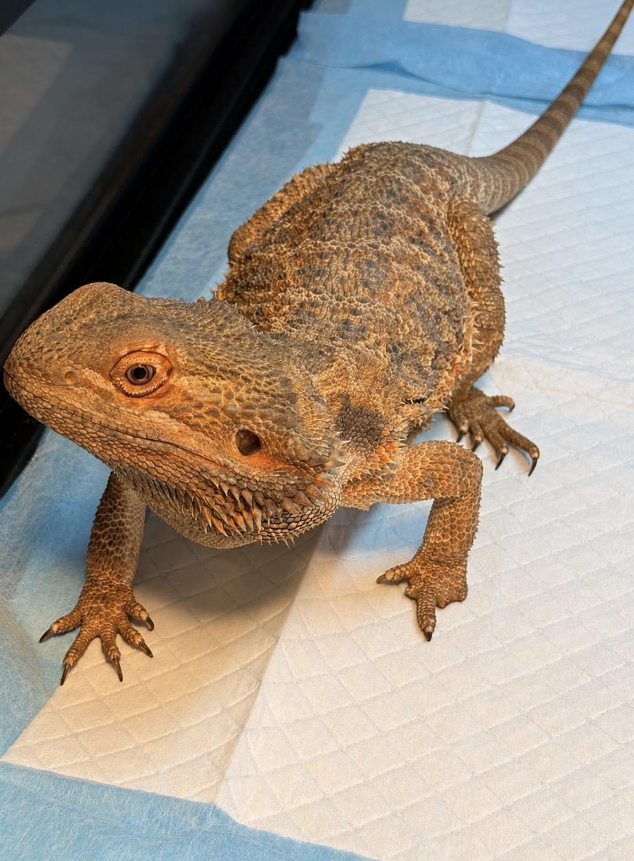 Peppermint, adopted, Adult Female Bearded Dragon.