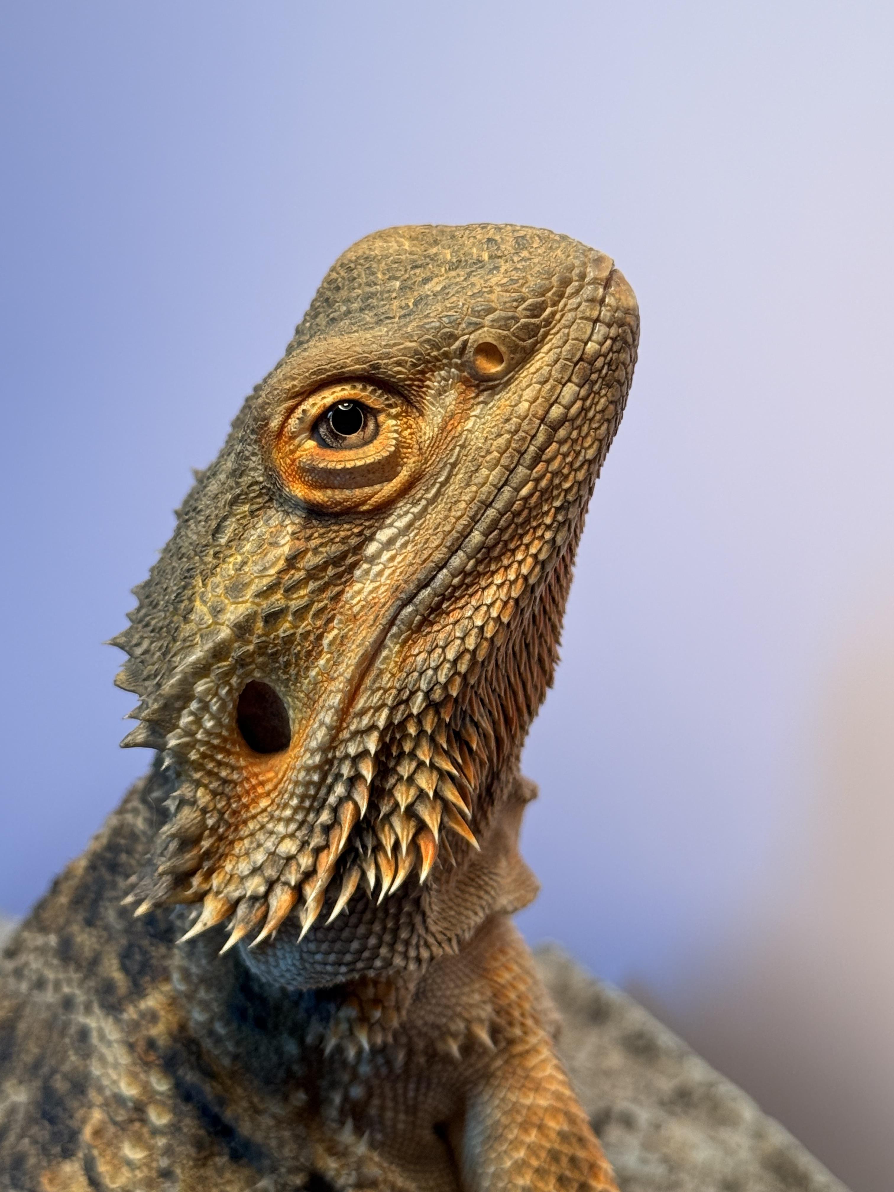 Peppermint, an adopted Bearded Dragon in JACKSON, NJ image 4/4