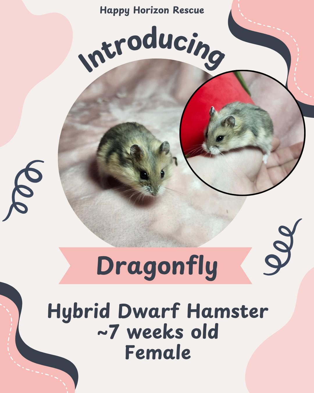 Enlarge Dragonfly, a ADOPTABLE Hamster in West Chester, OH image 1/1