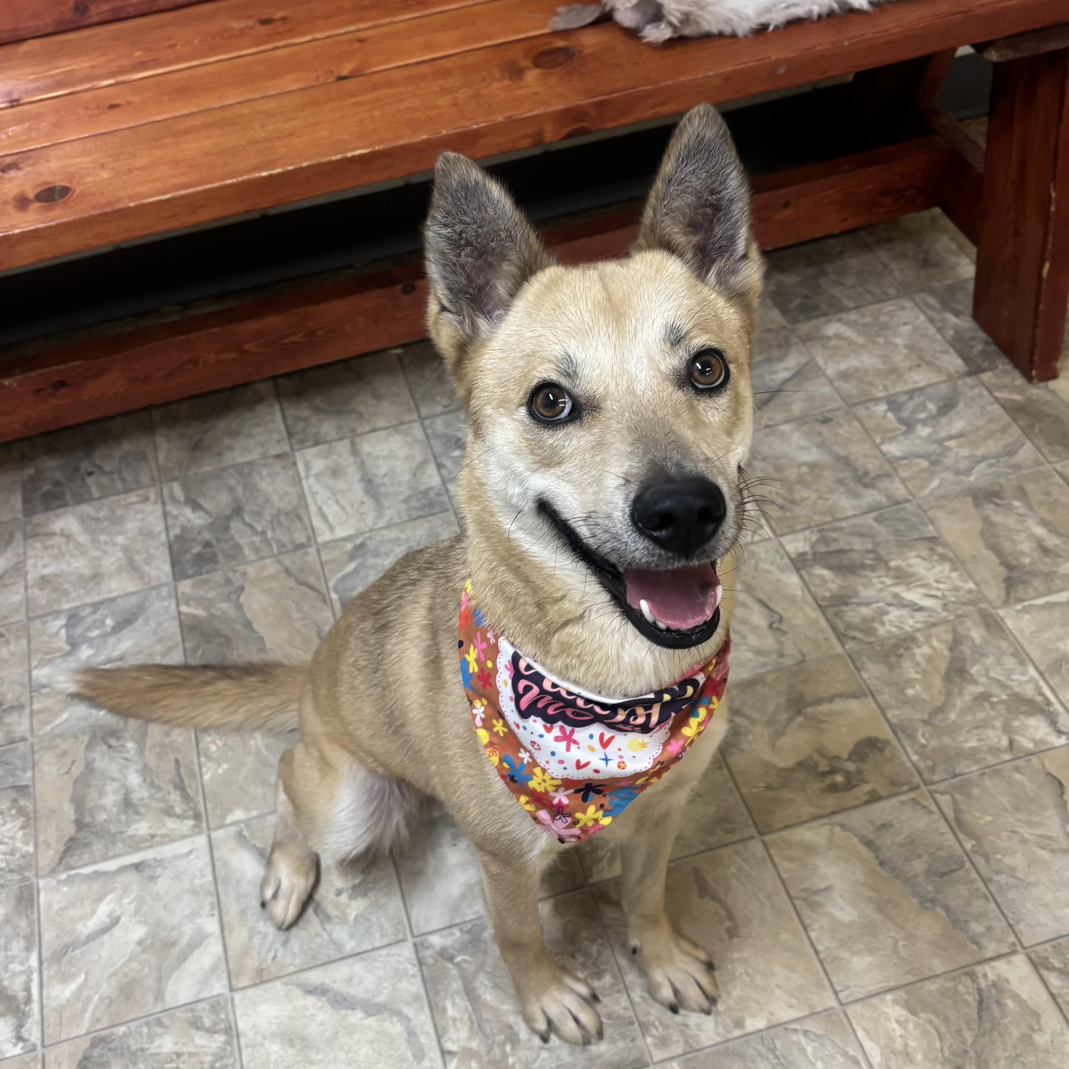 Enlarge Moxie, a Adoptable mixed breed in Pilot Point, TX image 2/3