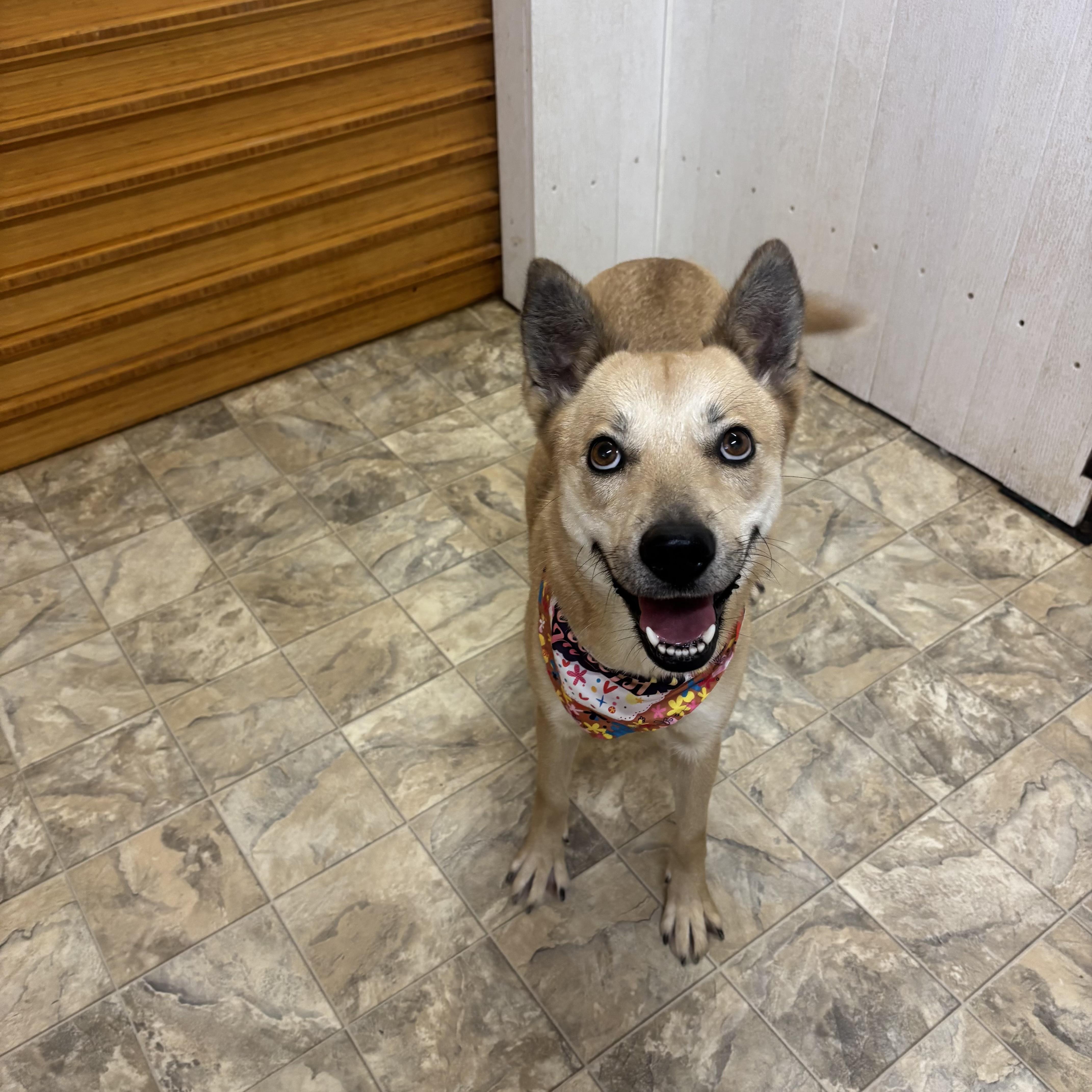 Enlarge Moxie, a Adoptable mixed breed in Pilot Point, TX image 3/3