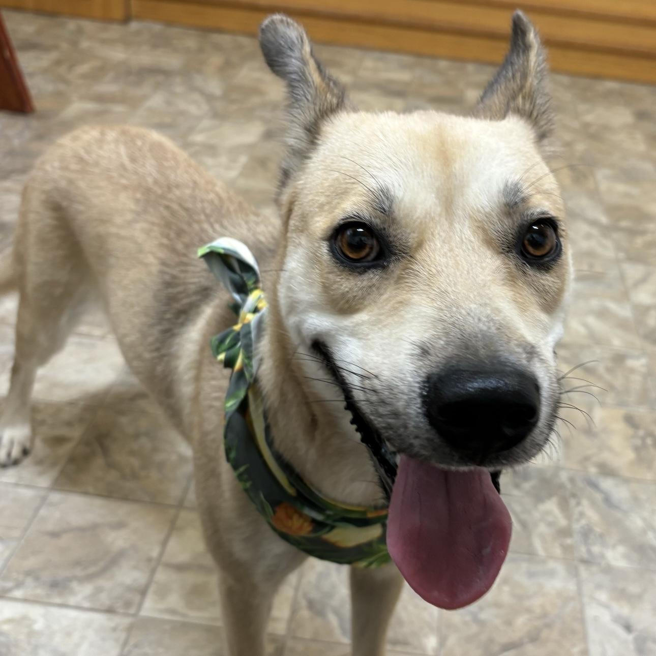 Enlarge Moxie, a Adoptable mixed breed in Pilot Point, TX image 2/3