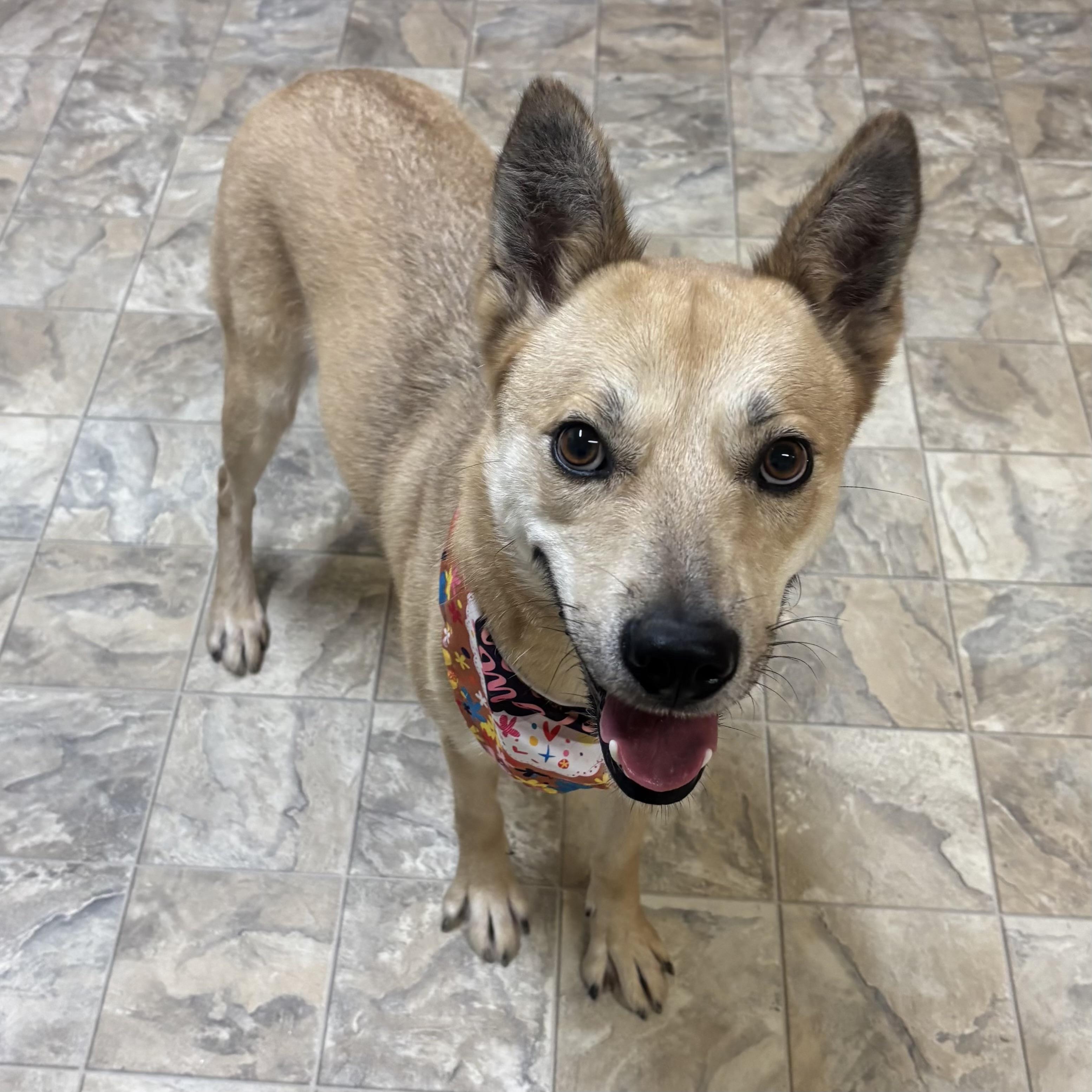 Moxie, Adoptable, Adult Female Labrador Retriever.