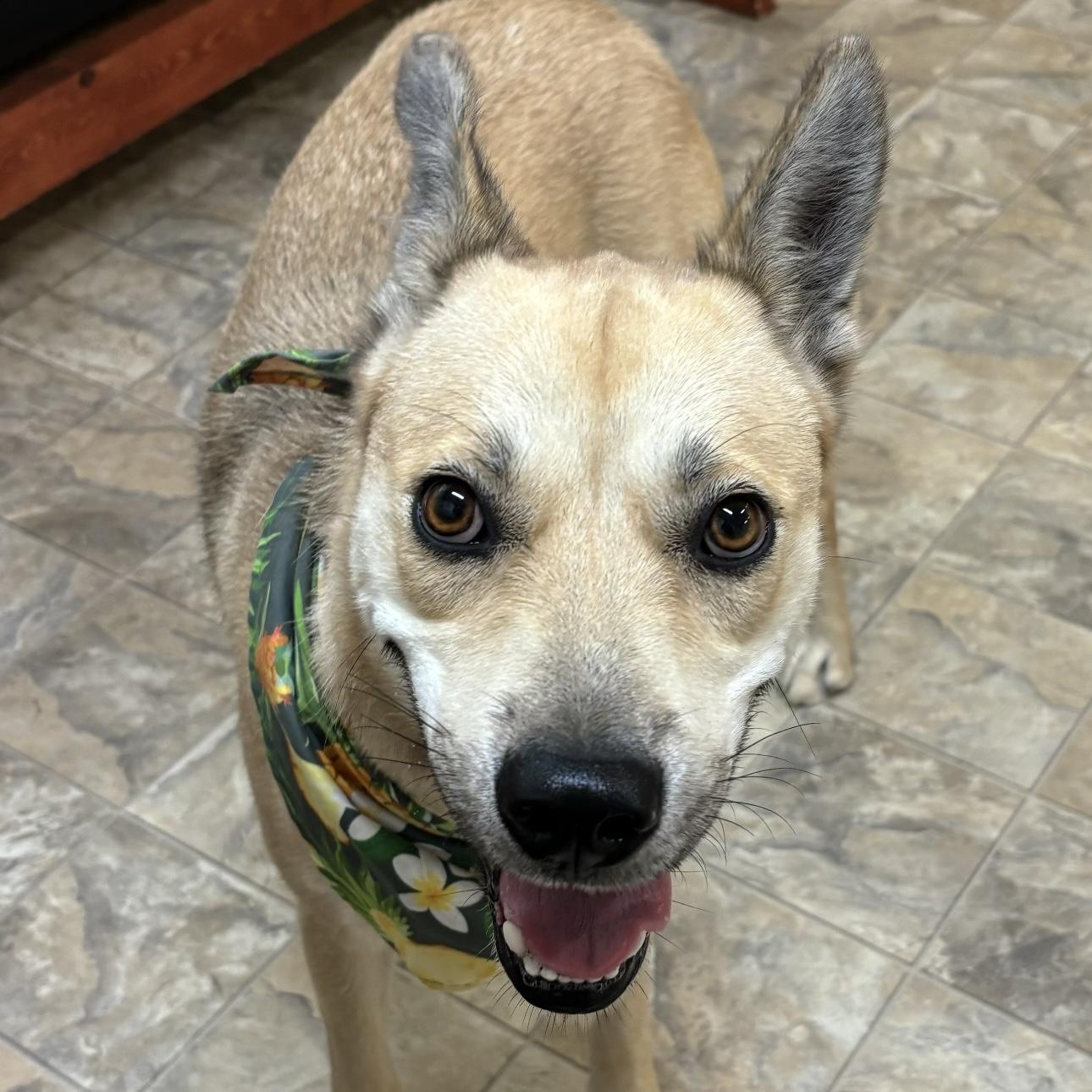 Enlarge Moxie, a Adoptable mixed breed in Pilot Point, TX image 3/3