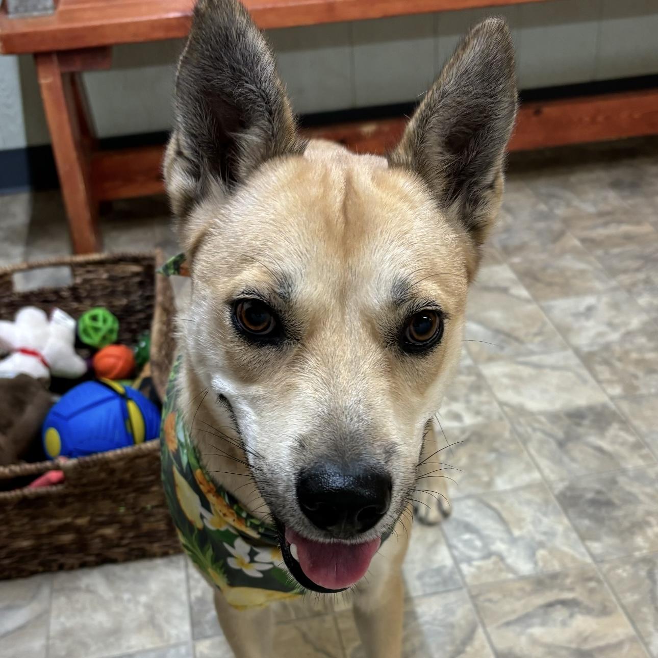 Enlarge Moxie, a Adoptable mixed breed in Pilot Point, TX image 1/3