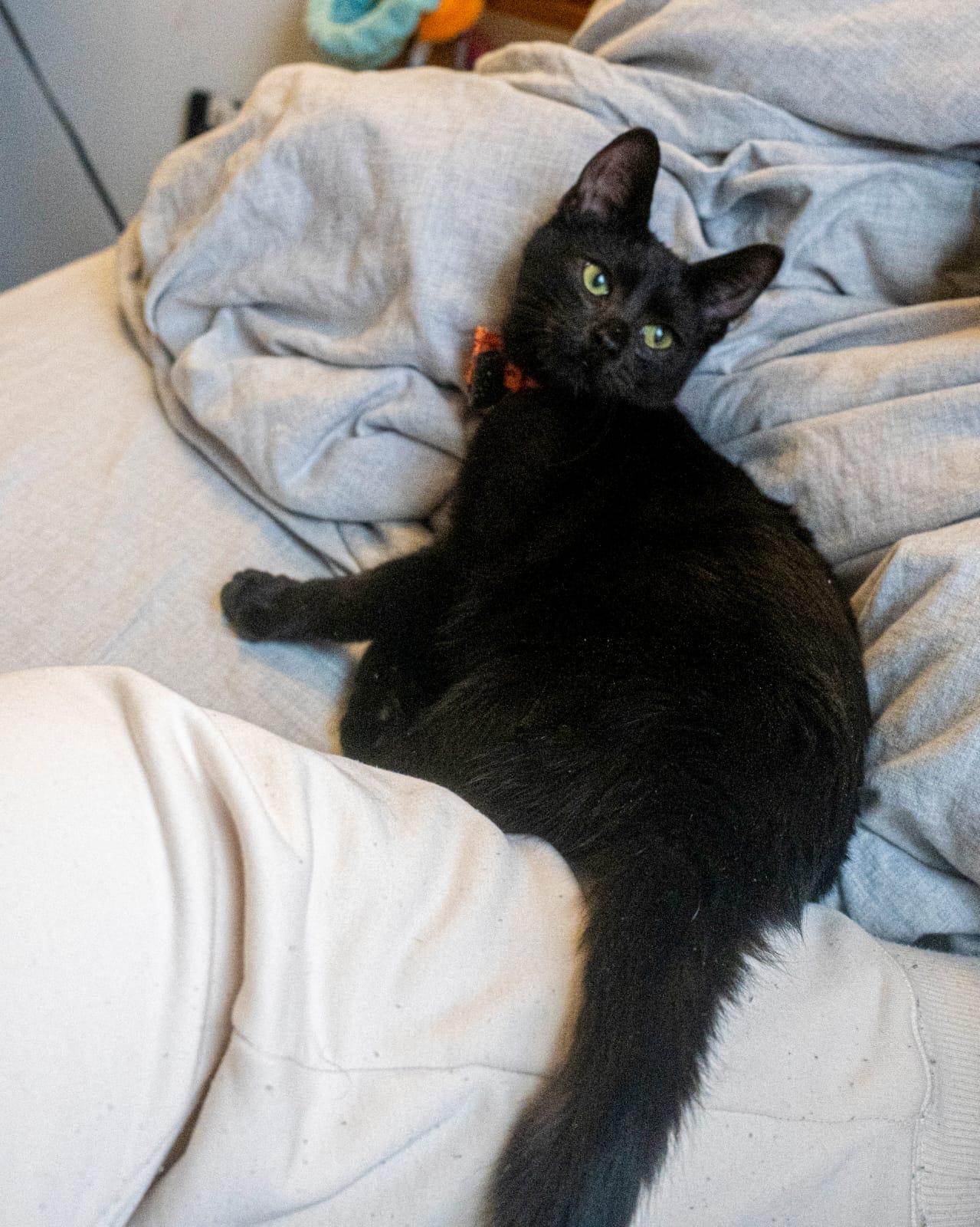 Soot , ADOPTABLE, Kitten Male Domestic Short Hair.