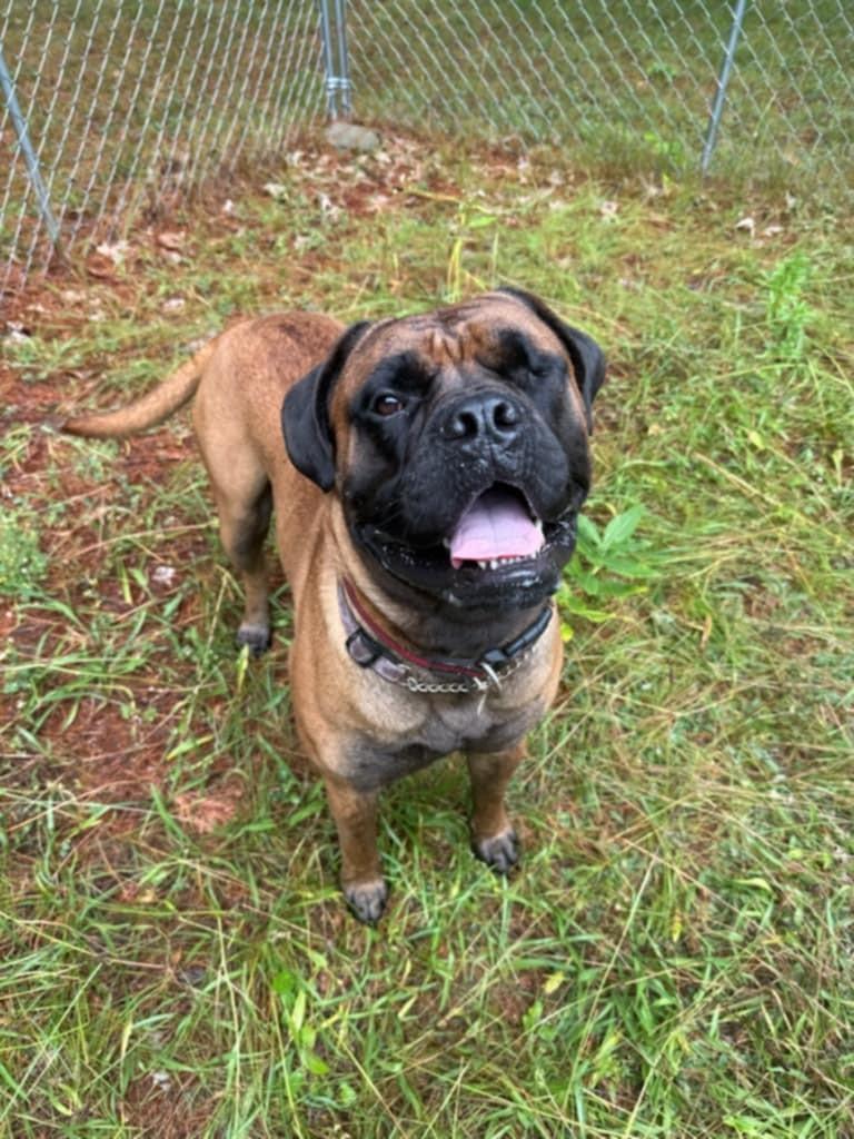 Ollie, Adoptable, Young Male Bullmastiff.