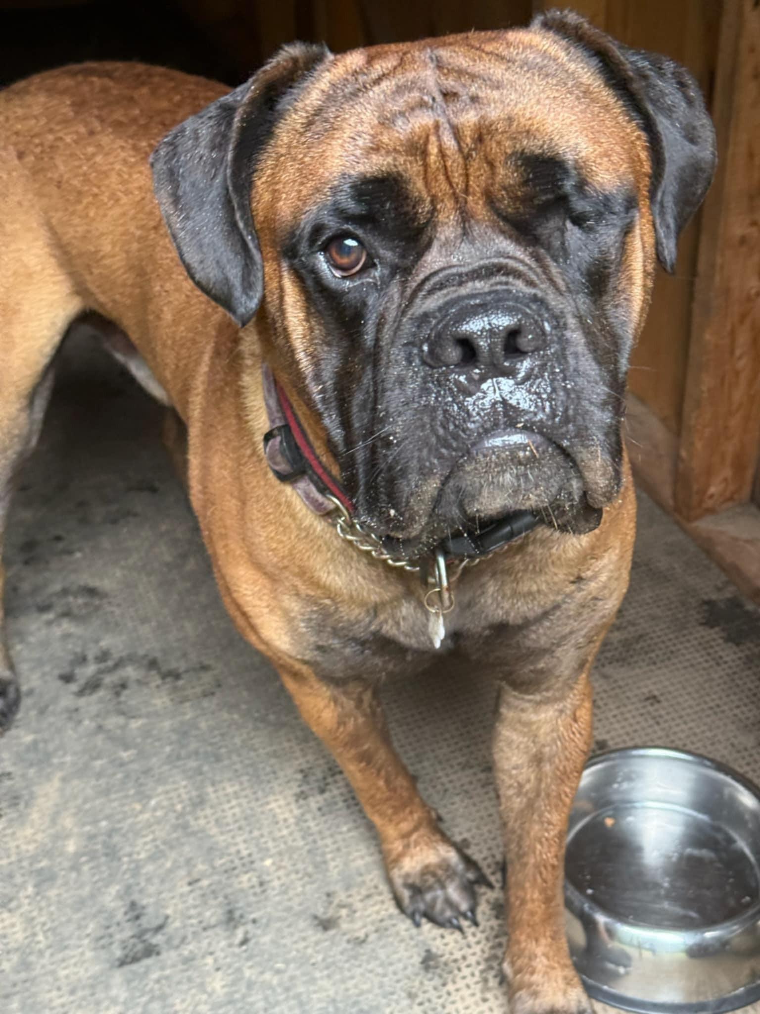 Ollie, a Adoptable Bullmastiff in Palgrave, ON image 2/4