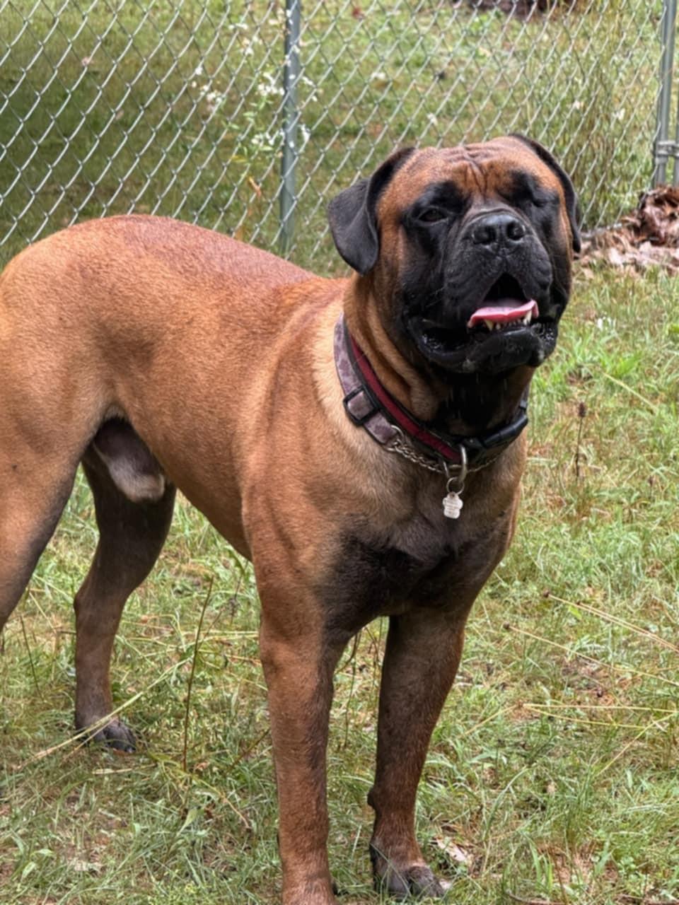 Ollie, adoptable, Young Male Bullmastiff.
