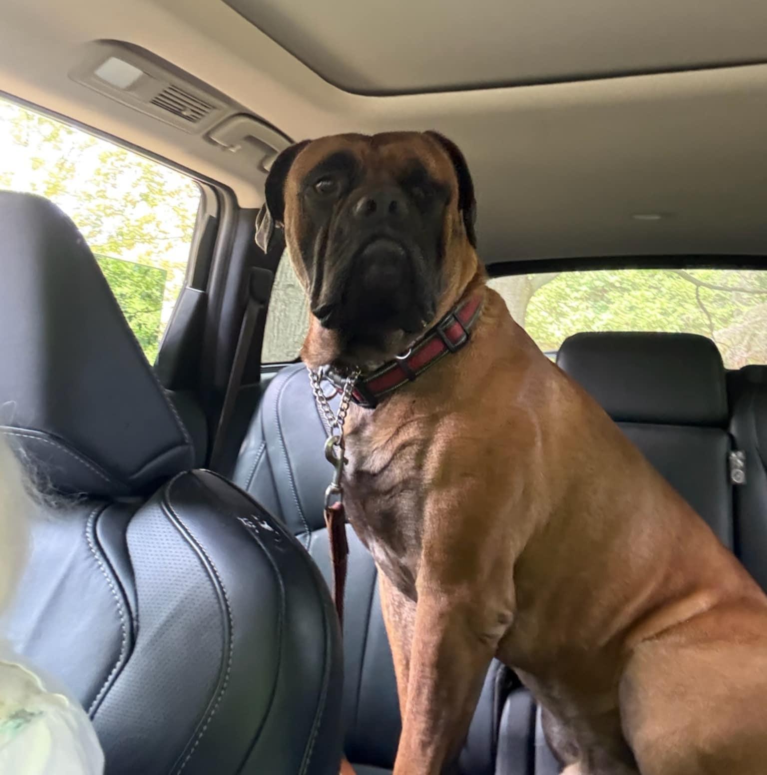 Ollie, Adoptable, Adult Male Bullmastiff.