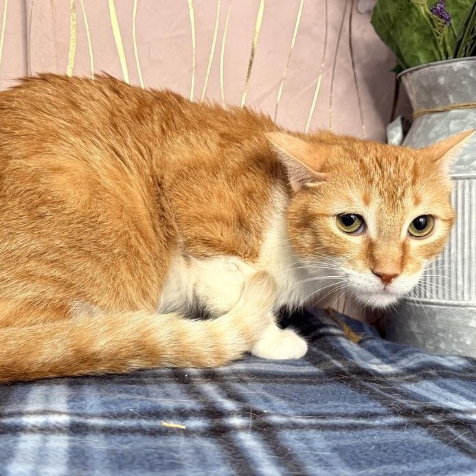 Enlarge Chester, a Adoptable mixed breed in Brattleboro, VT image 3/5