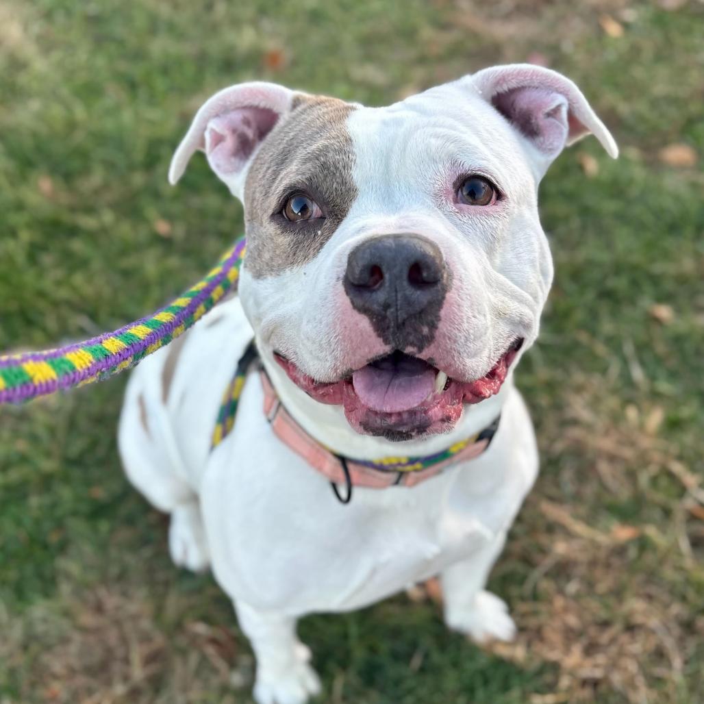 Enlarge Chocolate Chip Cookie Dough, a Adoptable Mixed Breed in Davenport, IA image 2/6