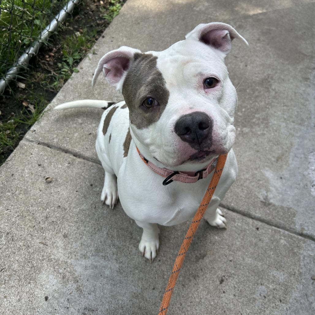 Enlarge Chocolate Chip Cookie Dough, a Adoptable Mixed Breed in Davenport, IA image 5/6