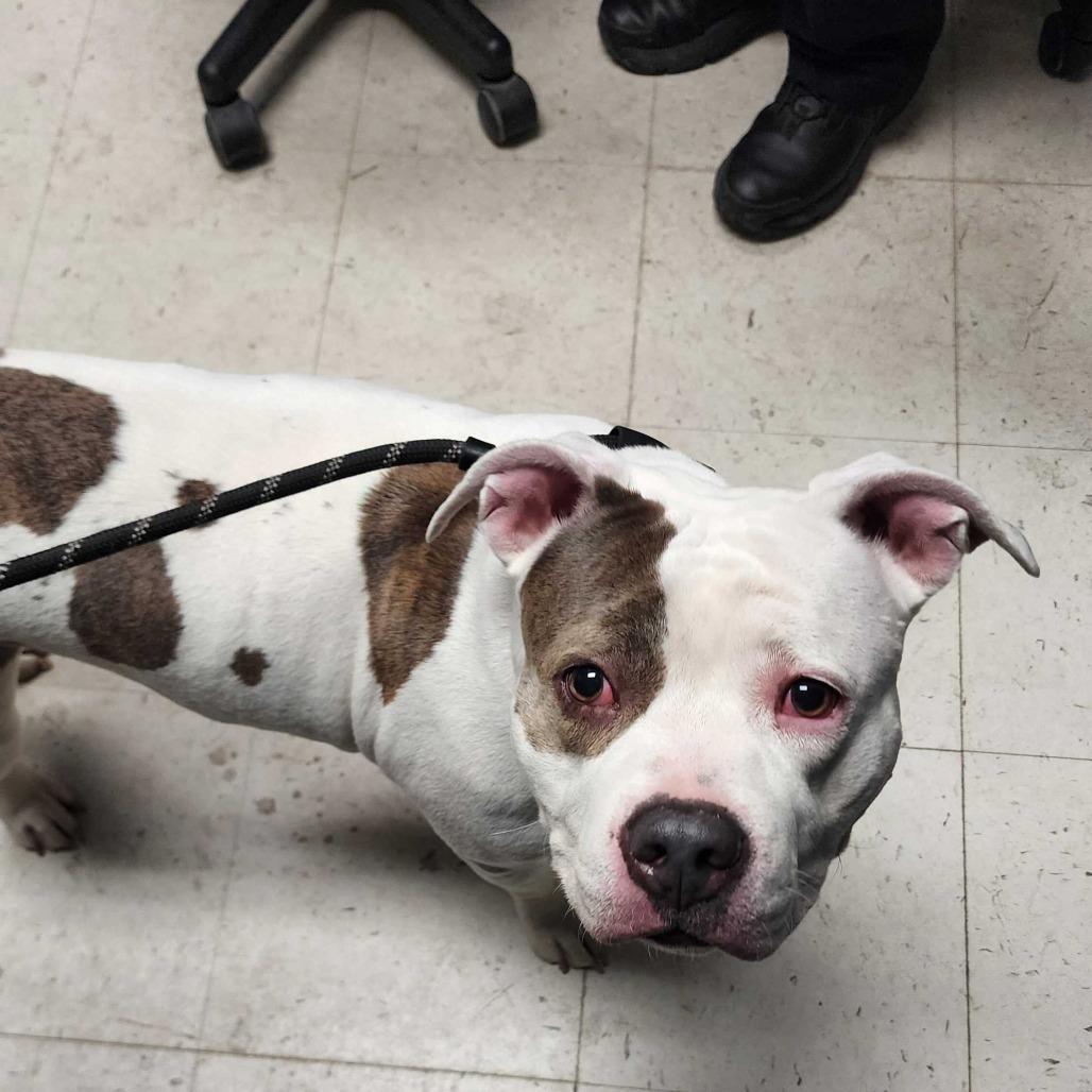 Enlarge Chocolate Chip Cookie Dough, a Adoptable Mixed Breed in Davenport, IA image 6/6