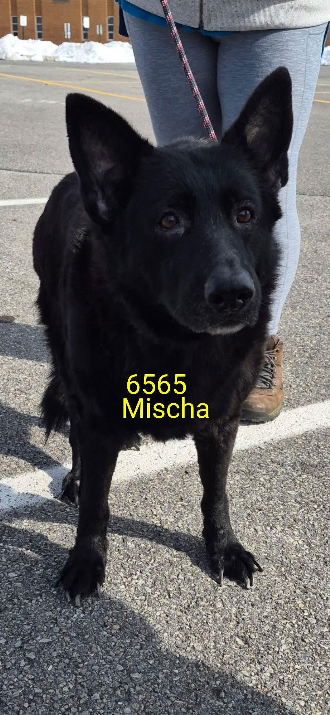 Enlarge Mischa 6565, a Adoptable German Shepherd Dog in Centreville, VA image 1/3