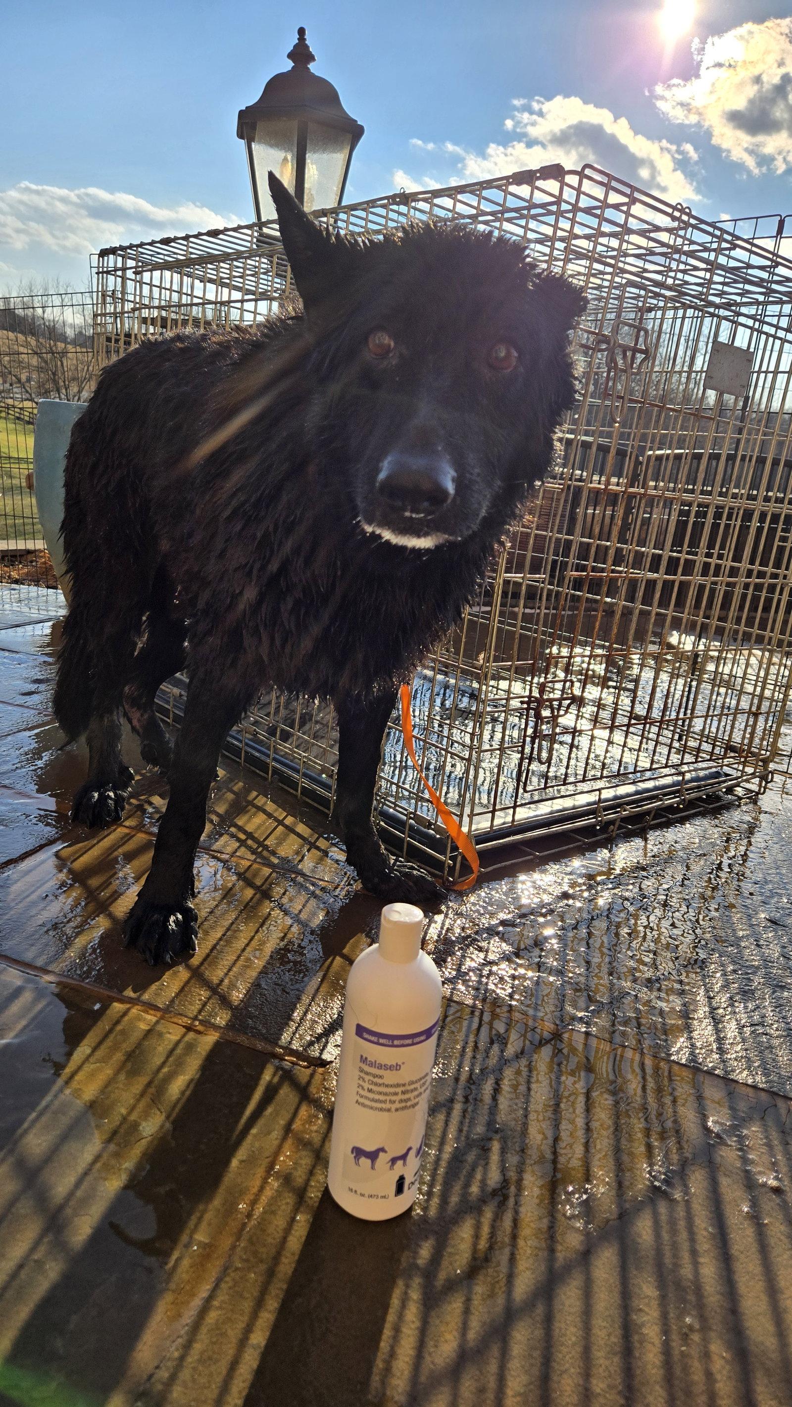 Mischa 6565, a Adoptable German Shepherd Dog in Centreville, VA image 2/3
