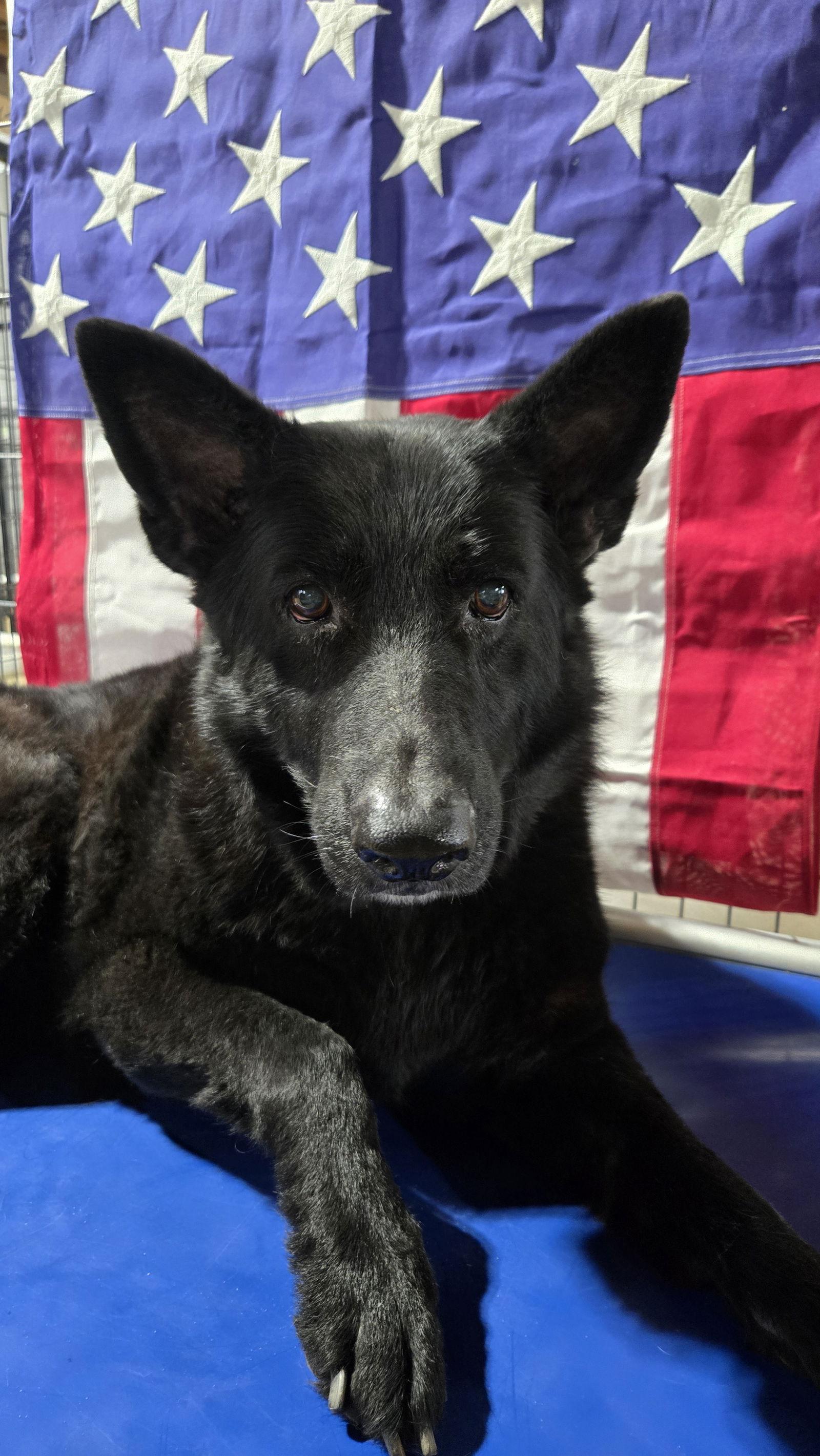 Enlarge Mischa 6565, a Adoptable German Shepherd Dog in Centreville, VA image 2/3