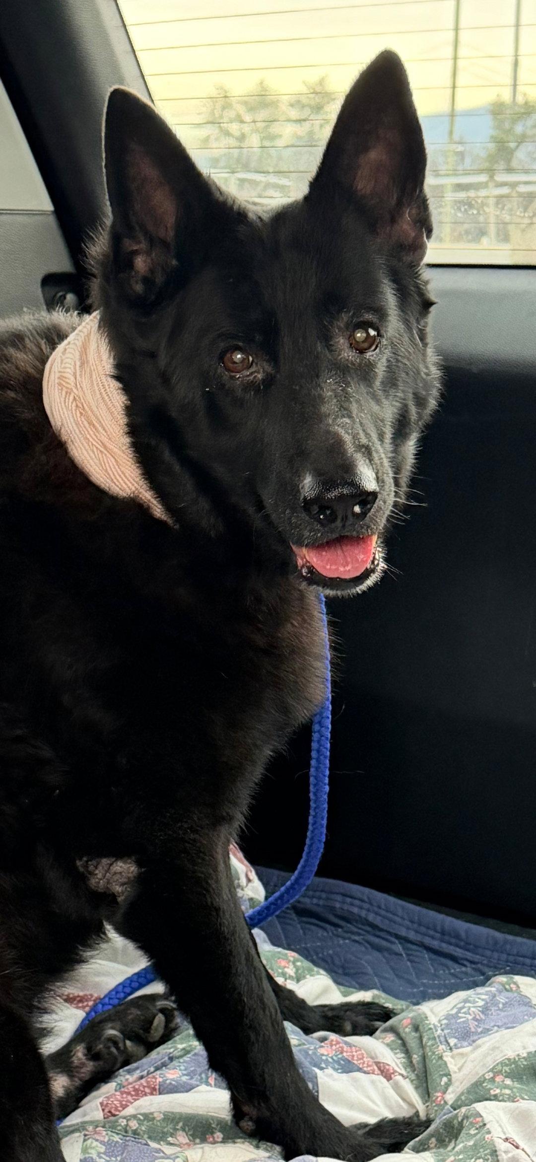 Enlarge Mischa 6565, a Adoptable German Shepherd Dog in Centreville, VA image 3/3