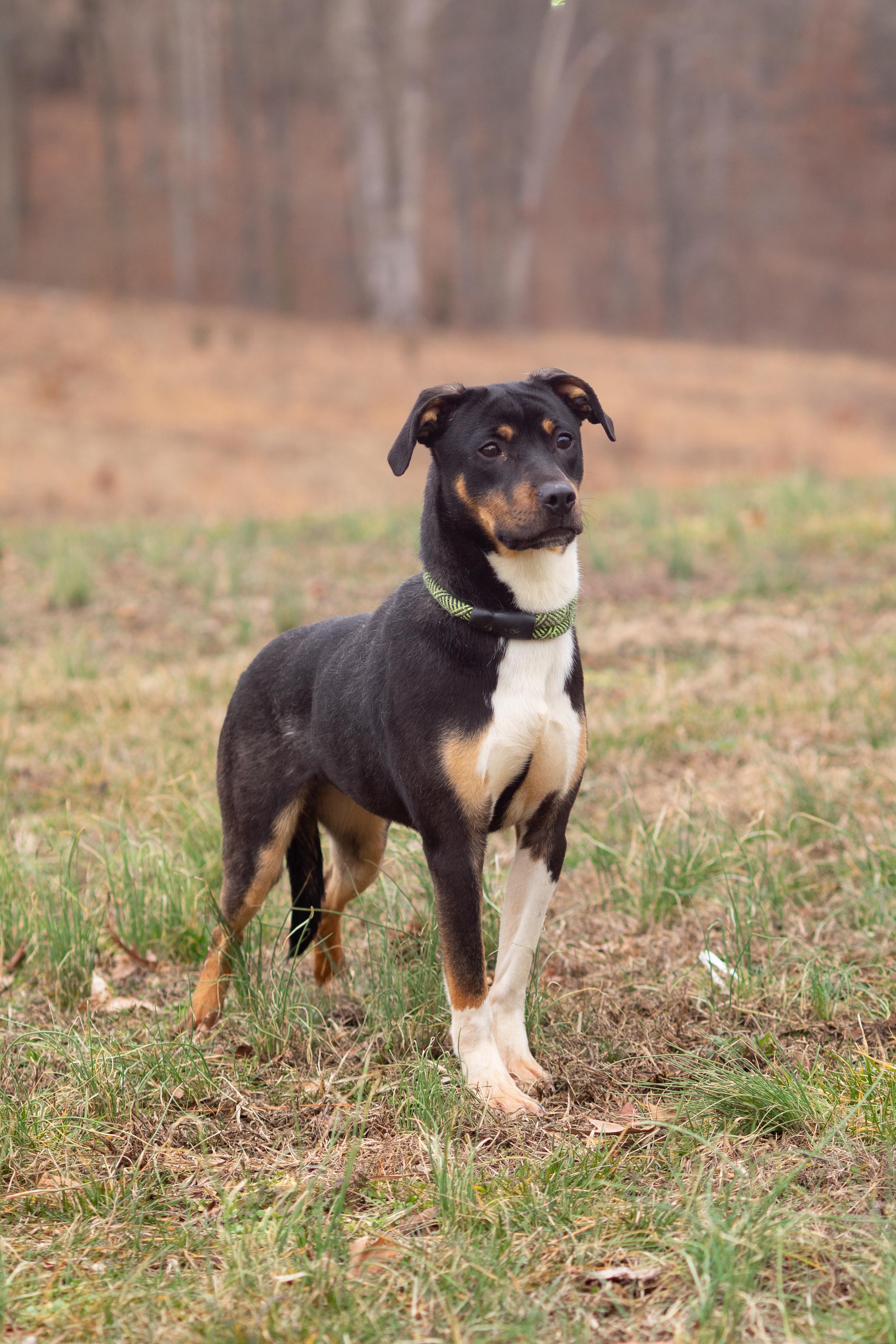 Enlarge Cora, a ADOPTABLE mixed breed in Dixon, KY image 1/1