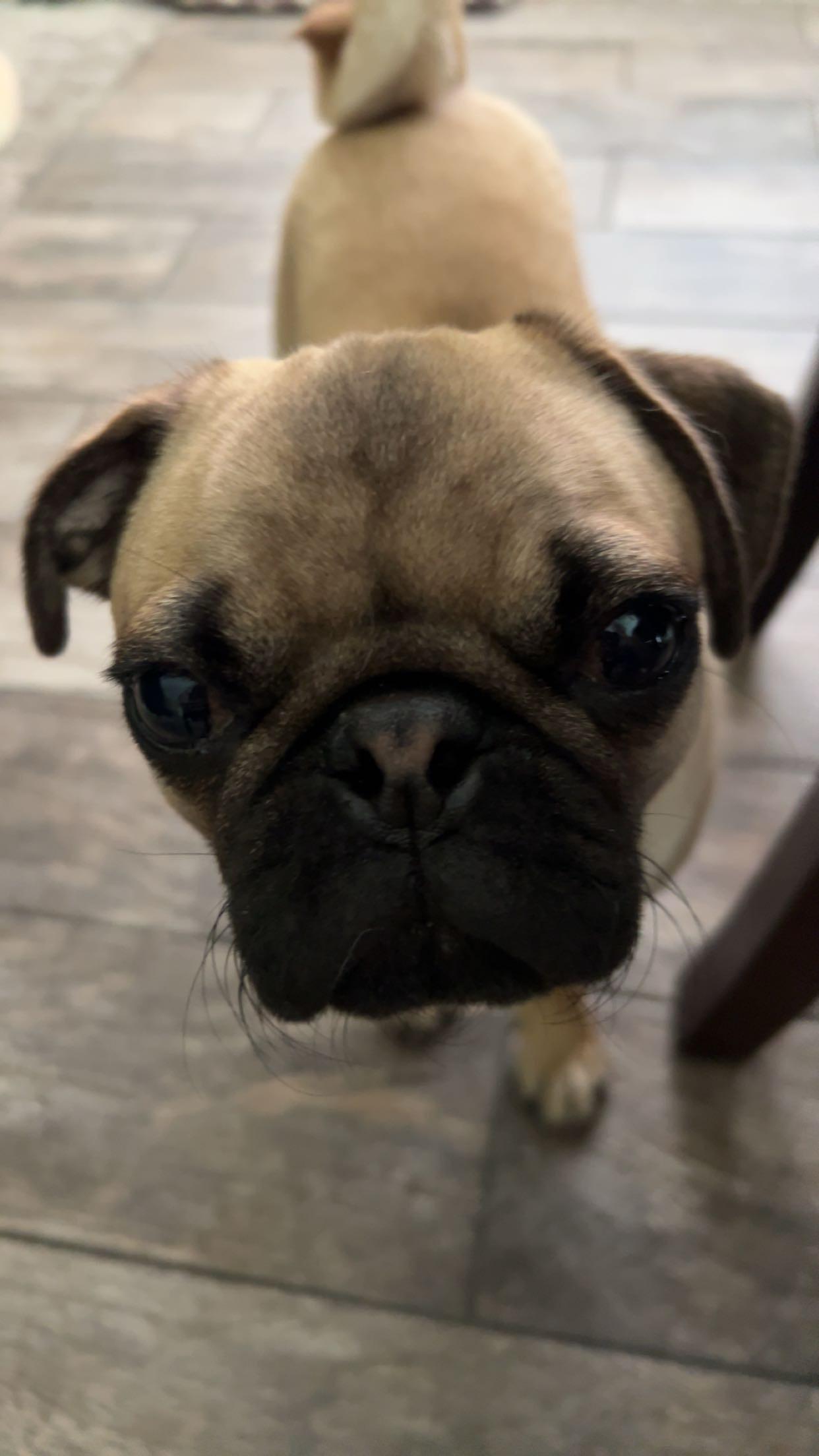 Theo, a Adopted Pug in Fort Calhoun, NE image 3/5