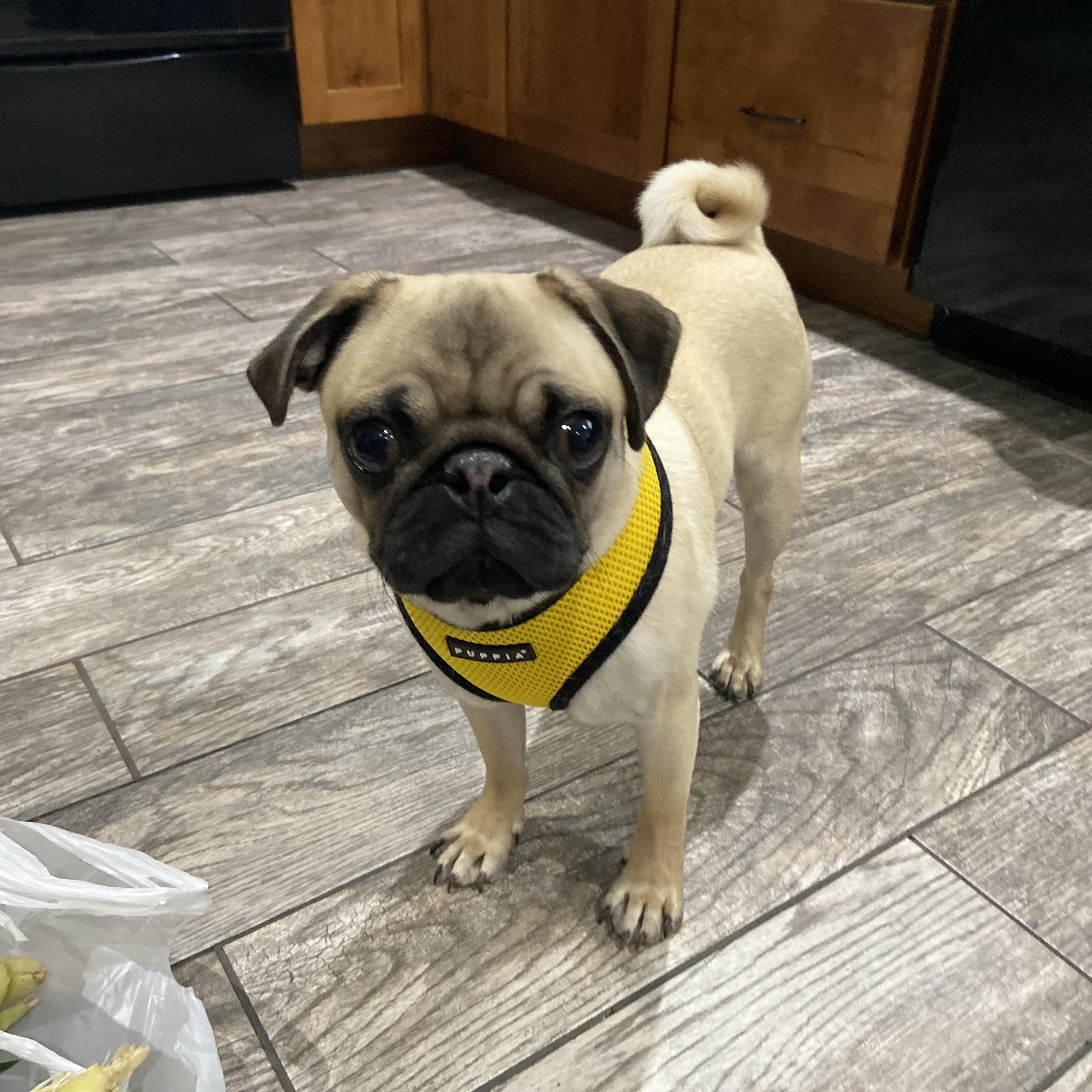 Theo, a Adopted Pug in Fort Calhoun, NE image 2/5