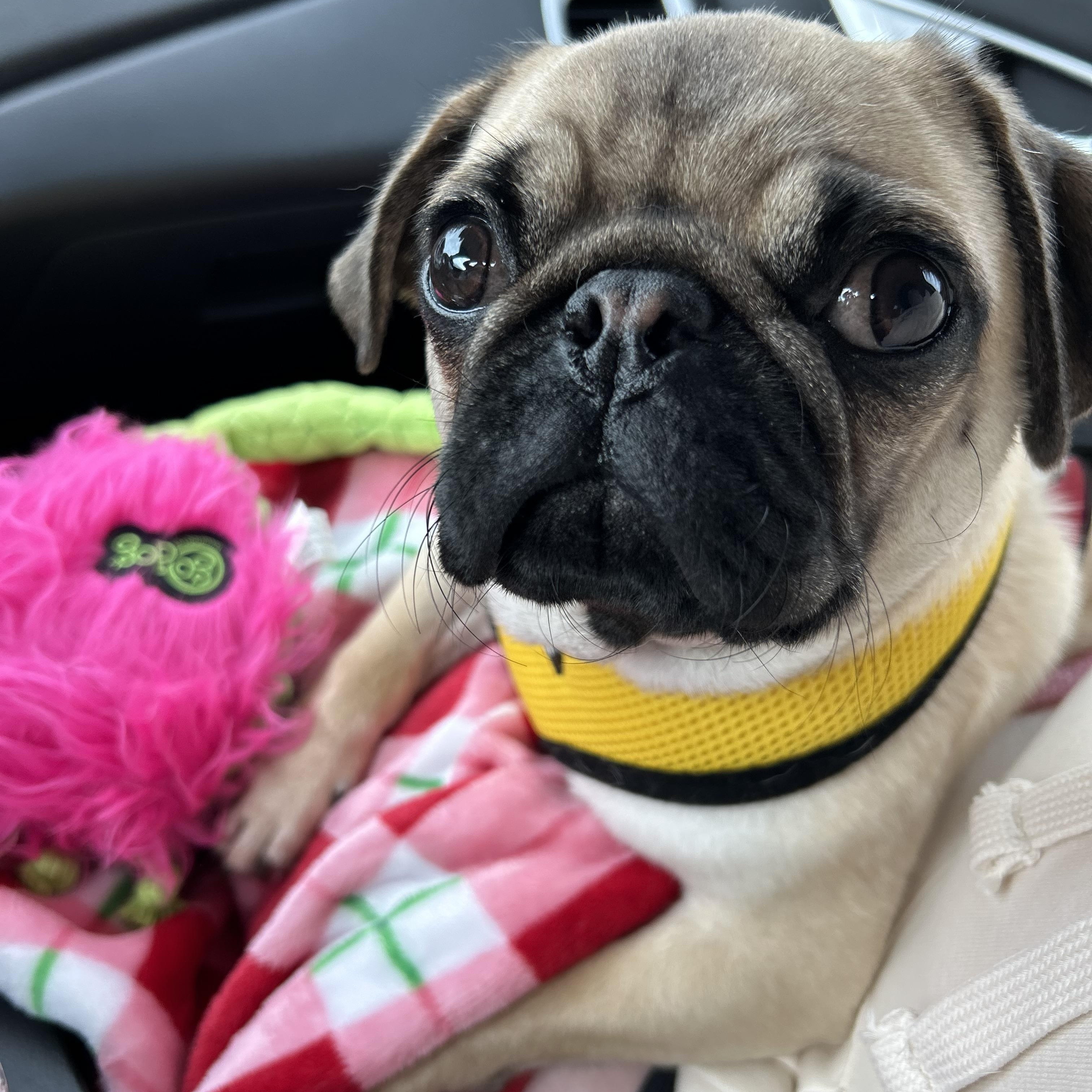 Theo, a Adopted Pug in Fort Calhoun, NE image 1/5