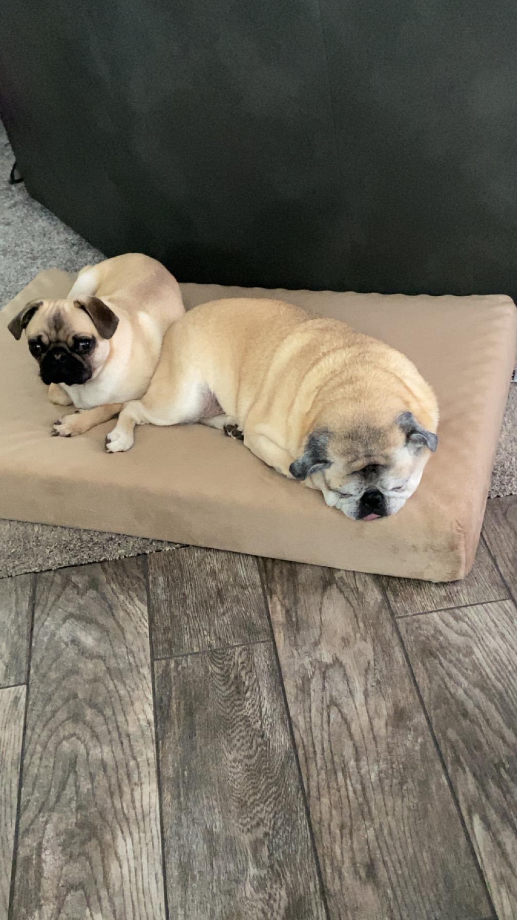 Theo, a Adopted Pug in Fort Calhoun, NE image 4/5