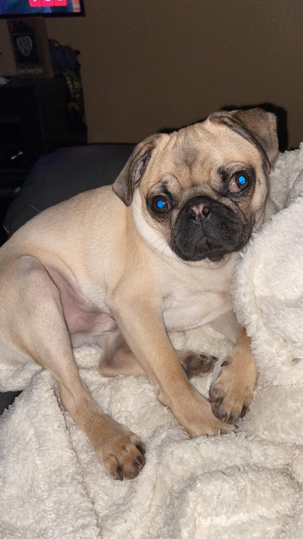 Theo, a Adopted Pug in Fort Calhoun, NE image 5/5