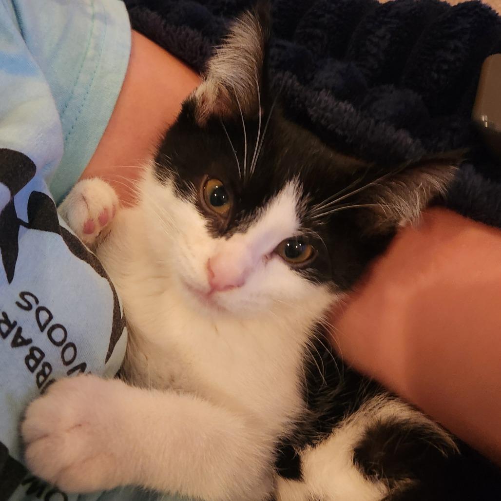 Cottonelle, Adoptable, Kitten Female Domestic Short Hair.