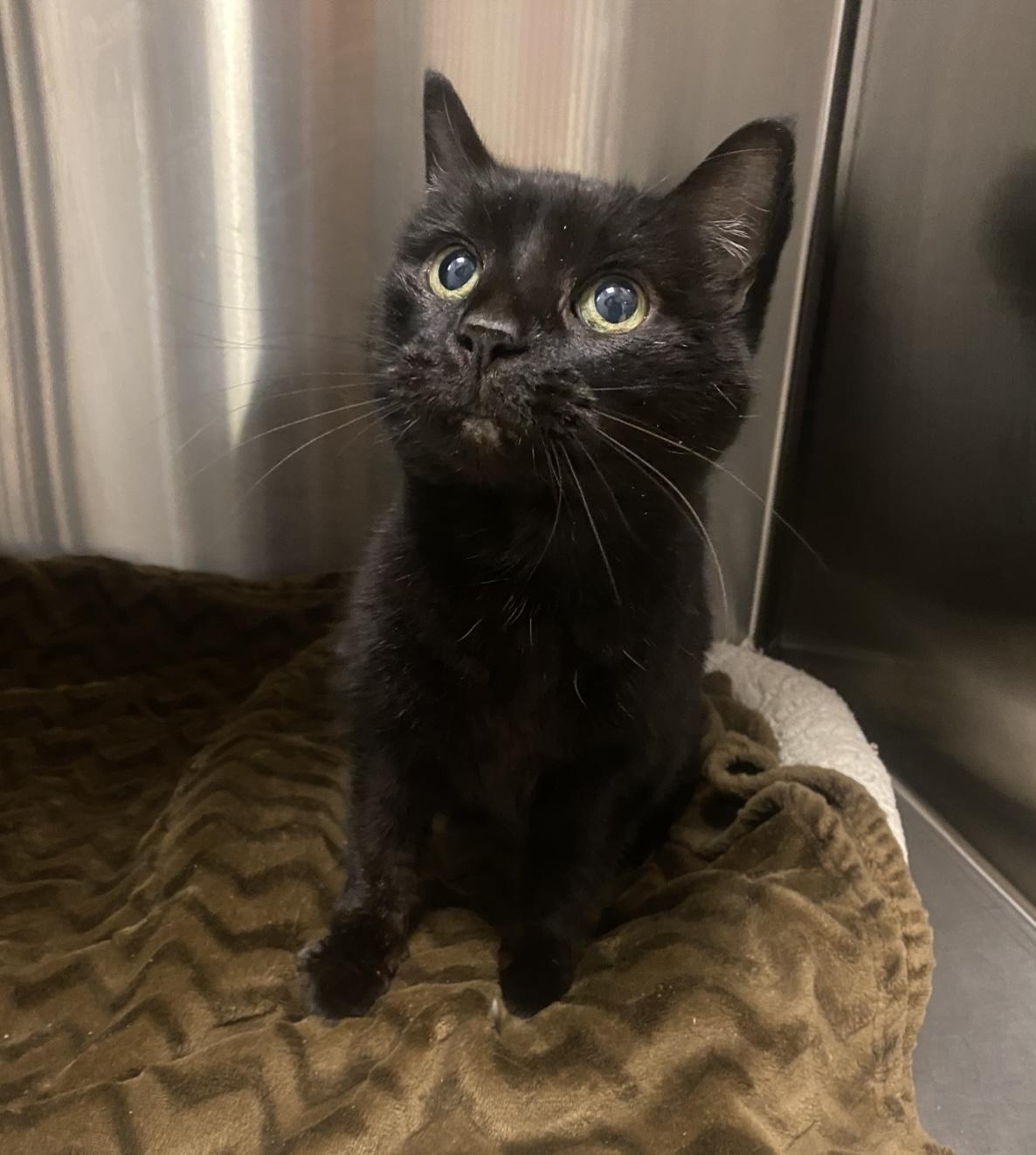 Toast (in foster)