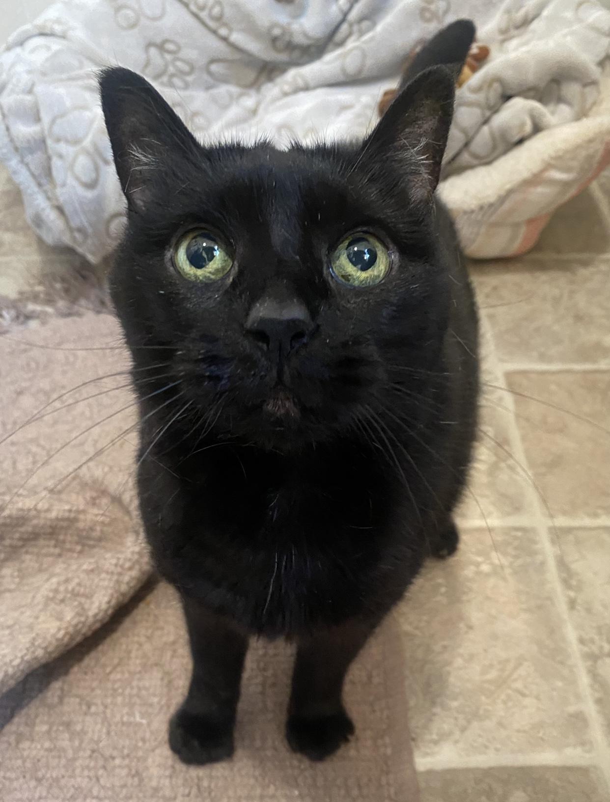 Toast (in foster)