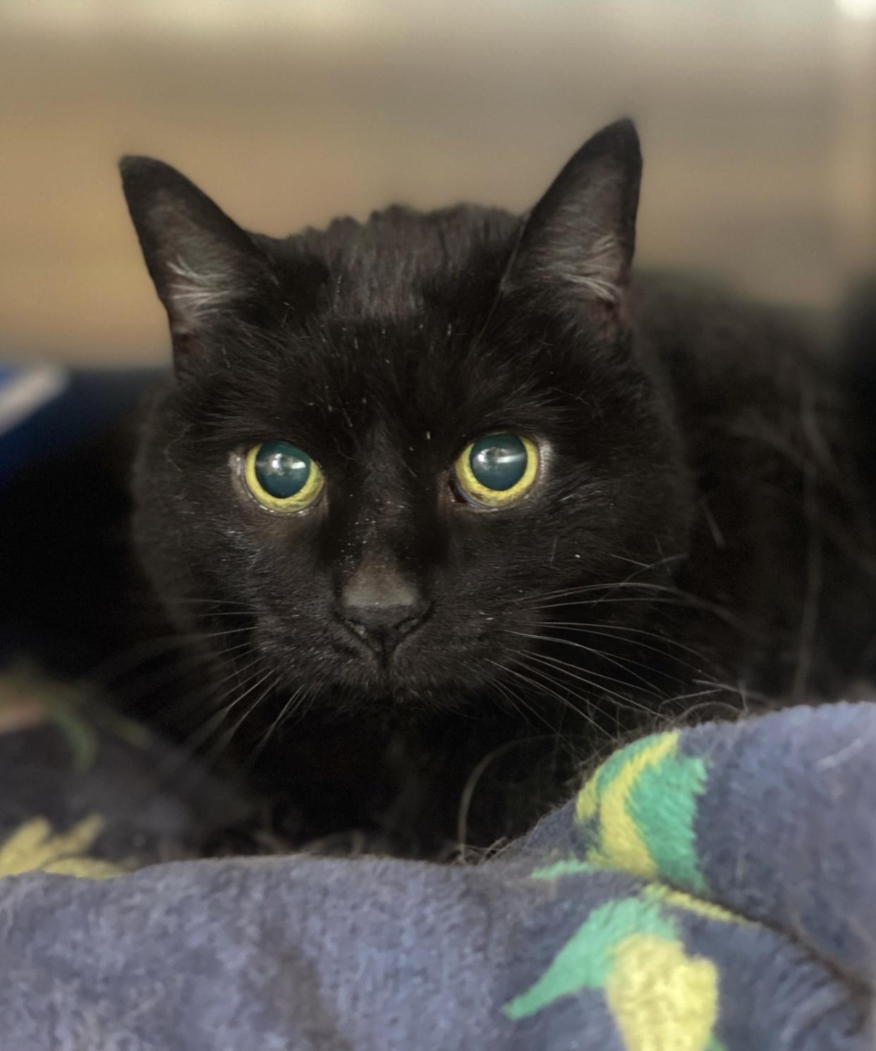 Toast (in foster)