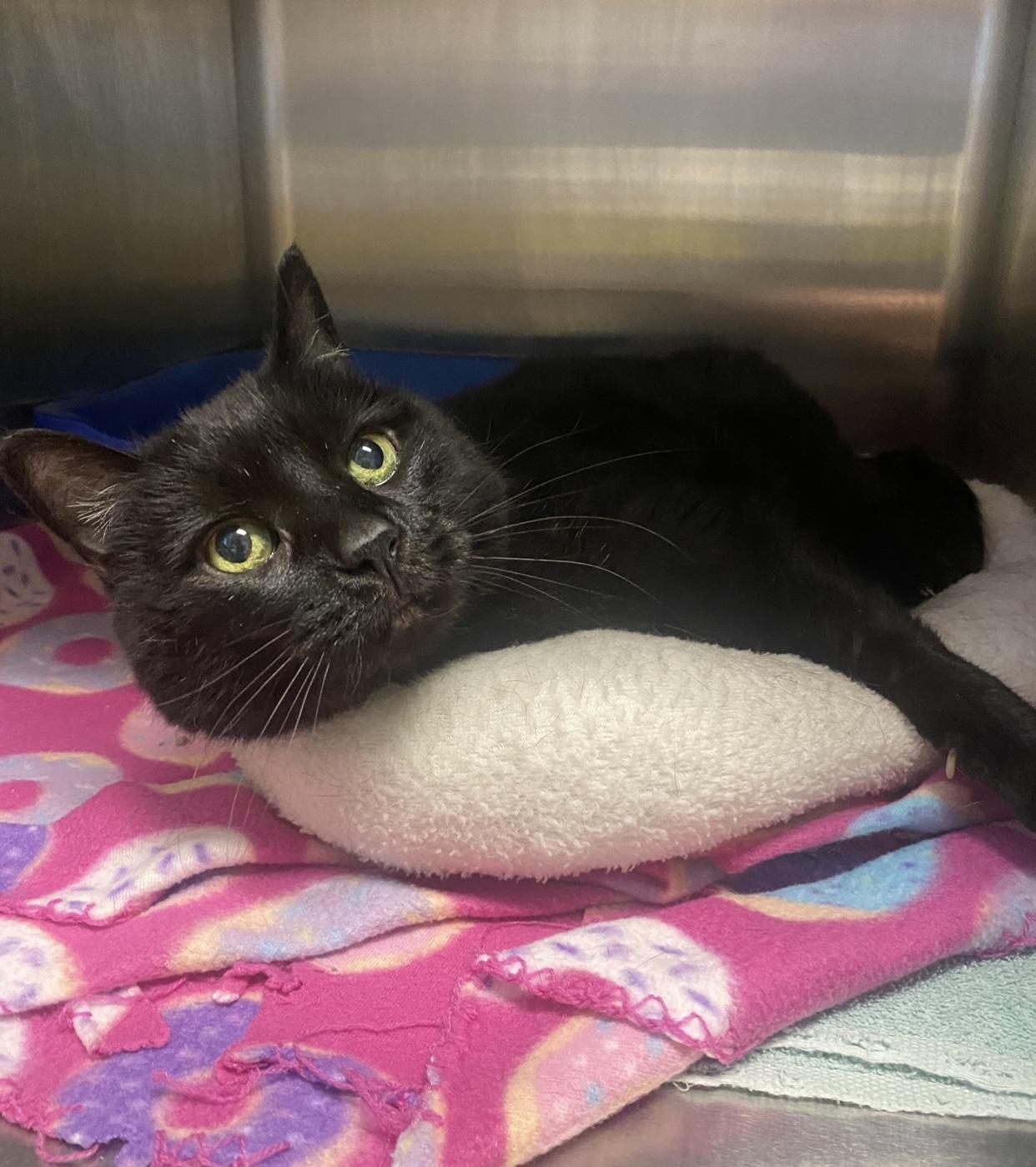 Toast (in foster)