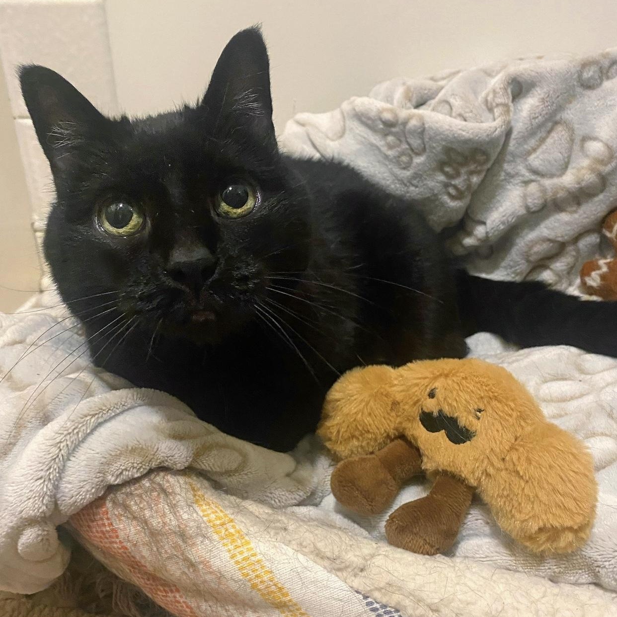 Toast (in foster)