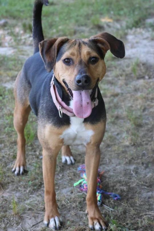 Roxie, Adoptable, Young Female Hound.