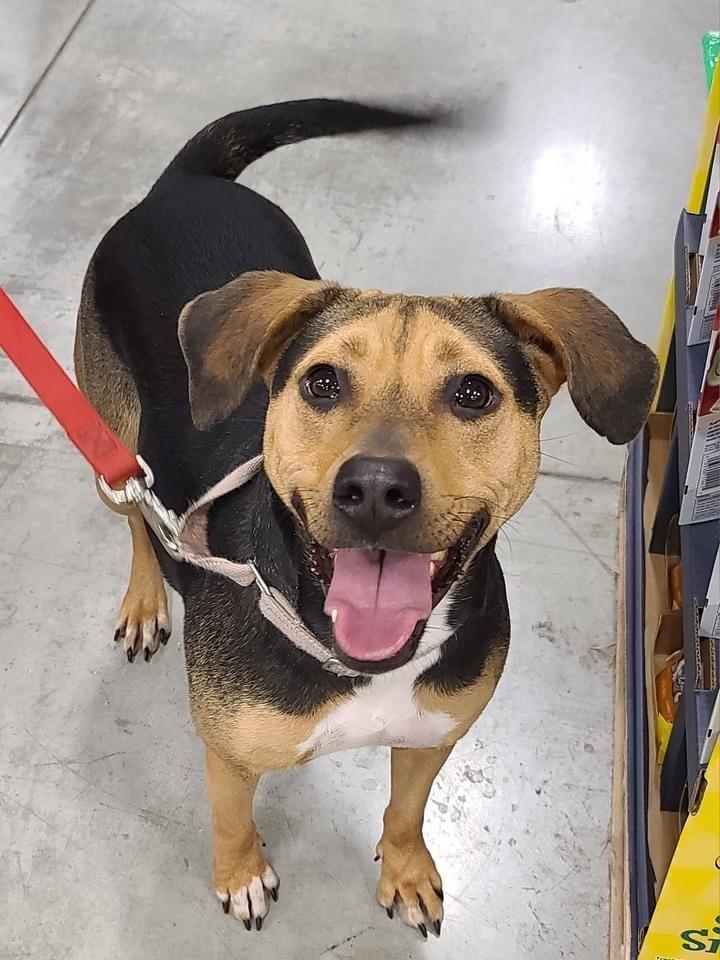 Enlarge Roxie, a Adoptable mixed breed in Washington, DC image 2/6