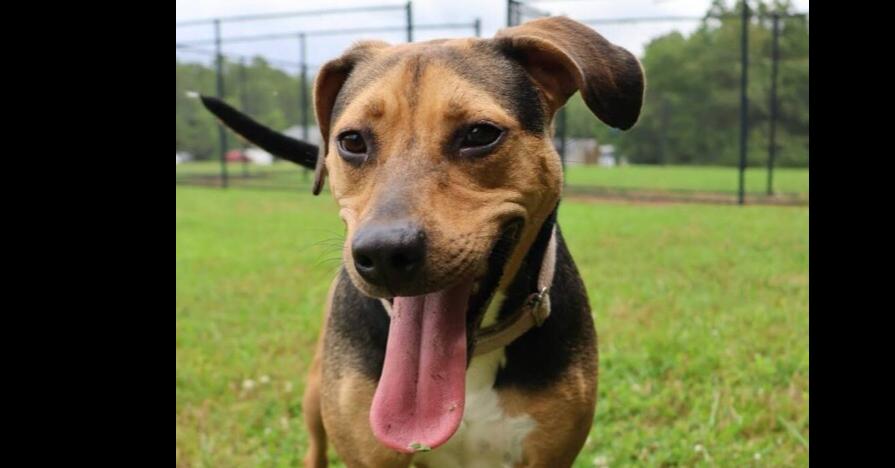 Enlarge Roxie, a Adoptable mixed breed in Washington, DC image 3/6