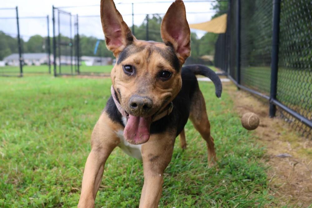 Enlarge Roxie, a Adoptable mixed breed in Washington, DC image 4/6