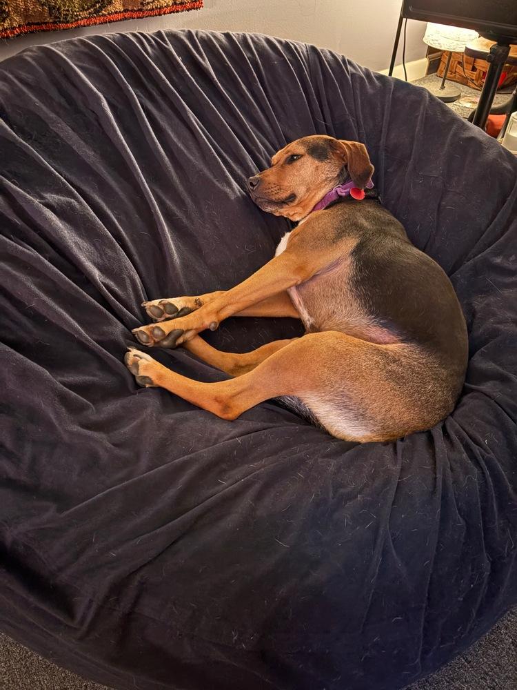 Roxie, a Adoptable mixed breed in Washington, DC image 6/6