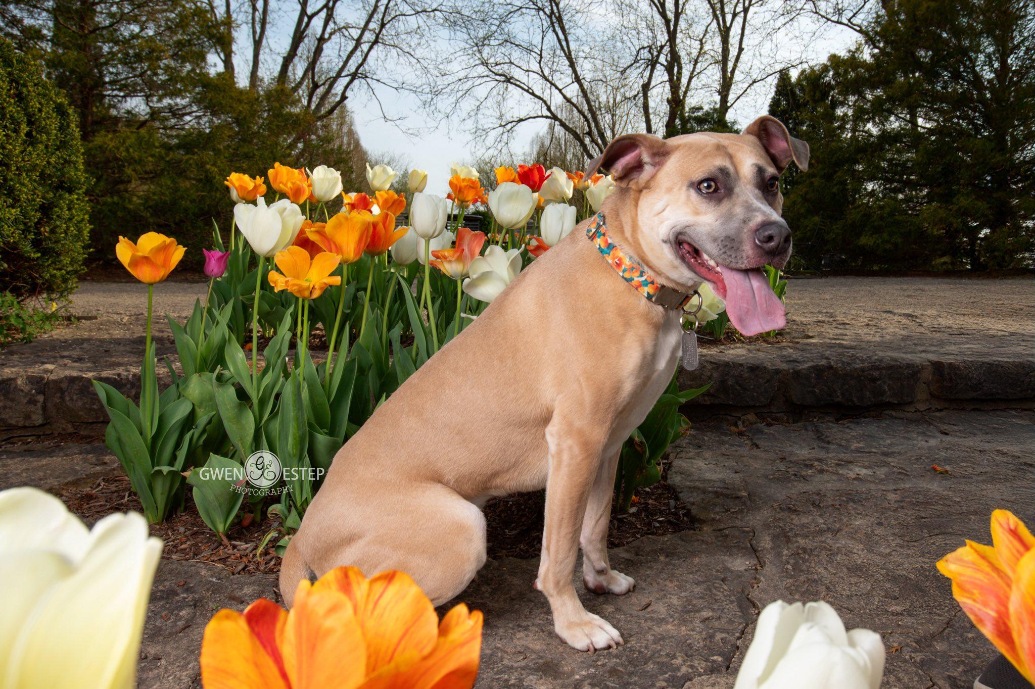 Enlarge Murphey, a Adoptable mixed breed in Dayton, OH image 4/6