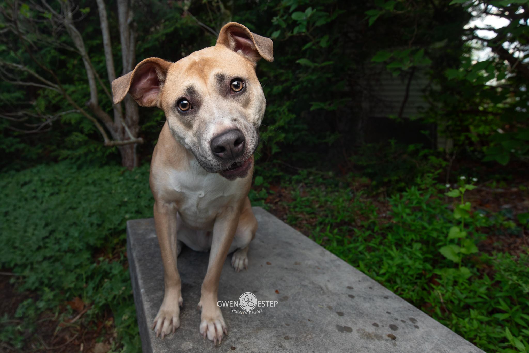 Murphey, a Adoptable mixed breed in Dayton, OH image 2/6