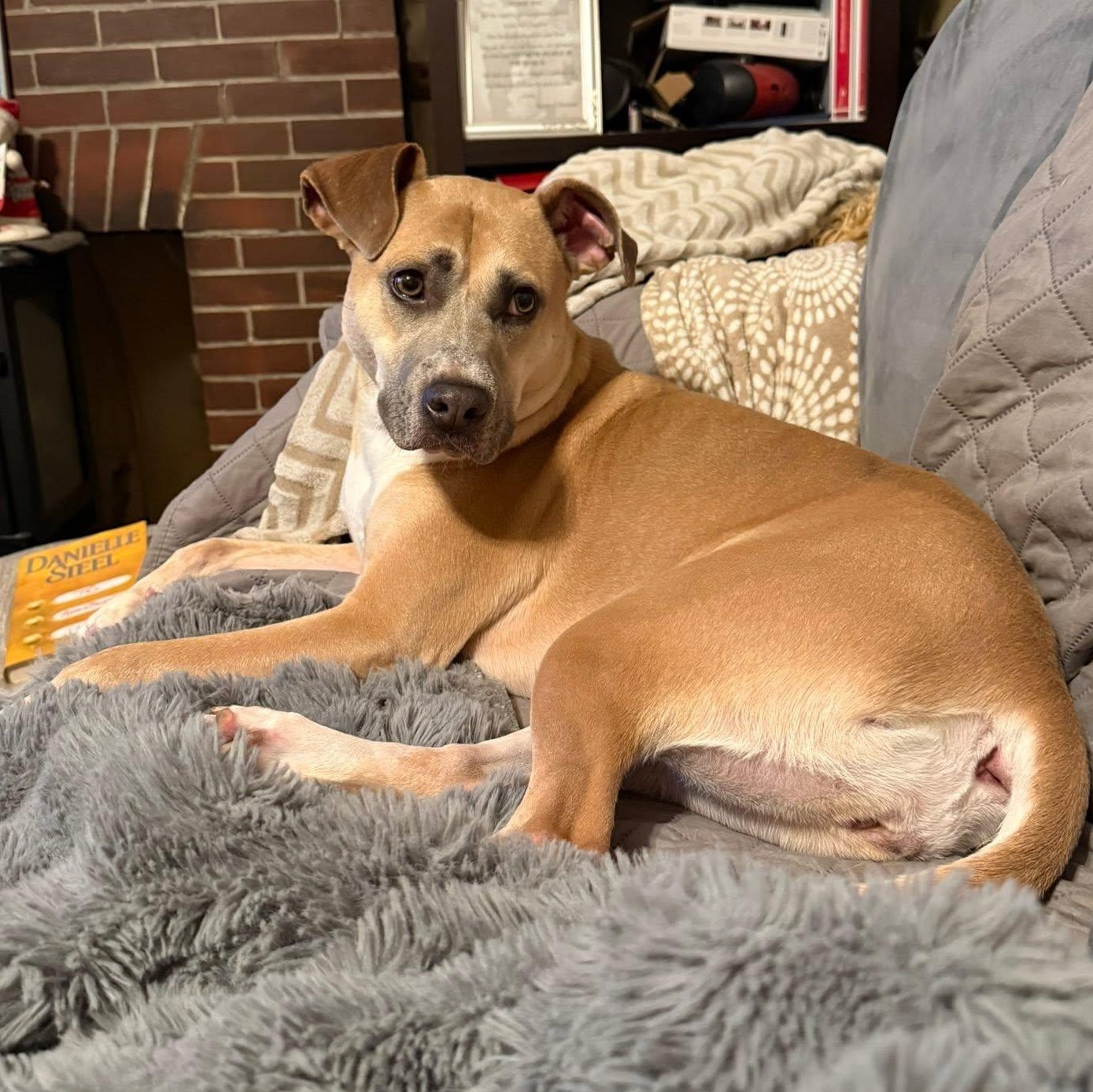 Murphey, Adoptable, Young Female Pit Bull Terrier.