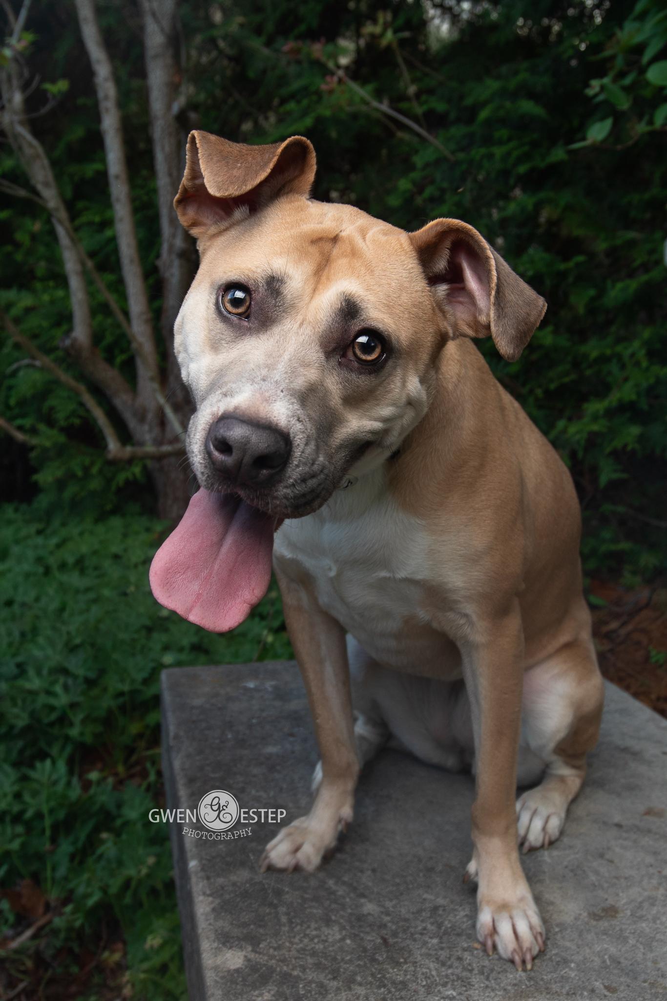 Murphey, a Adoptable mixed breed in Dayton, OH image 1/6
