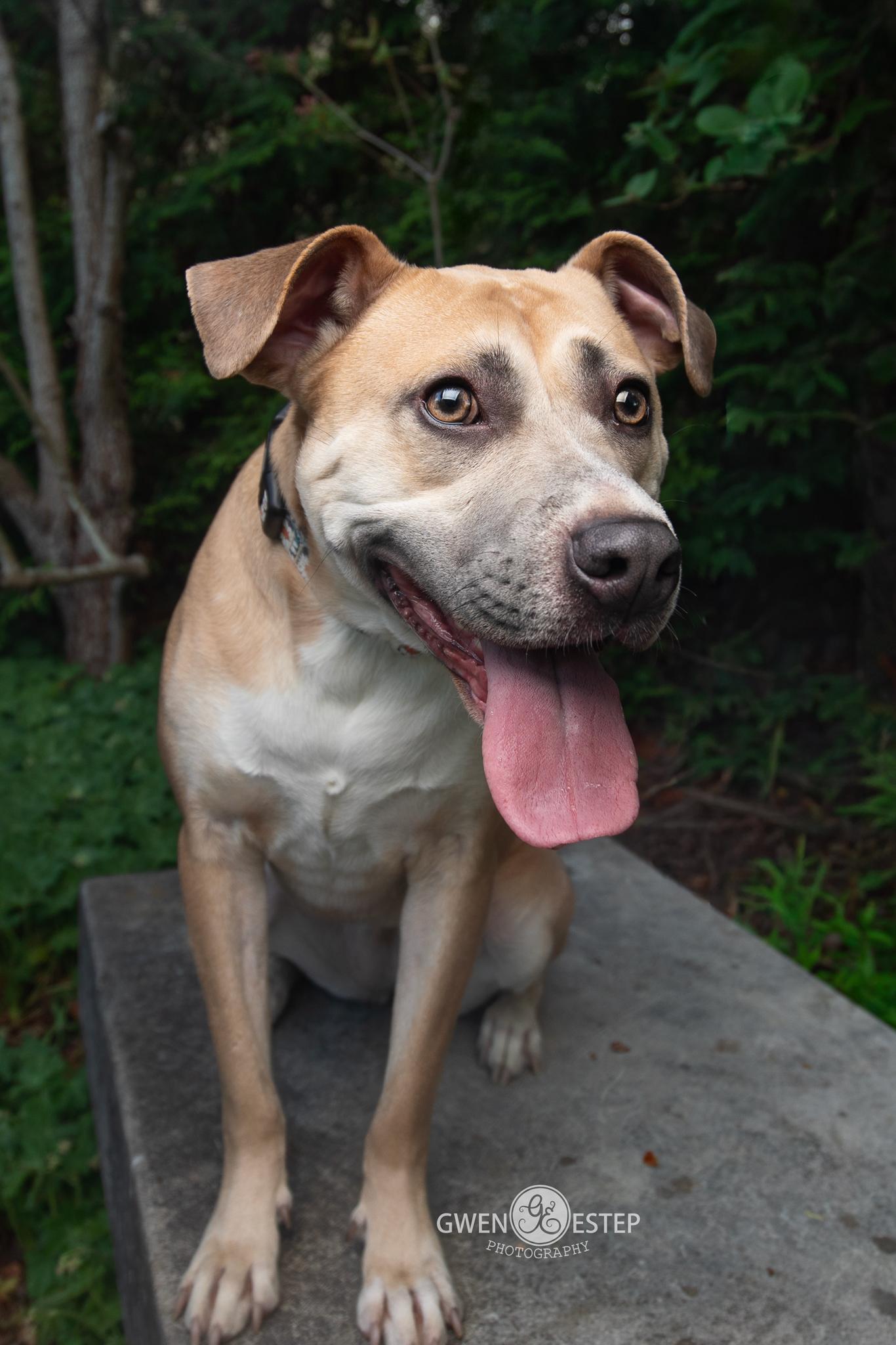 Murphey, a Adoptable mixed breed in Dayton, OH image 3/6