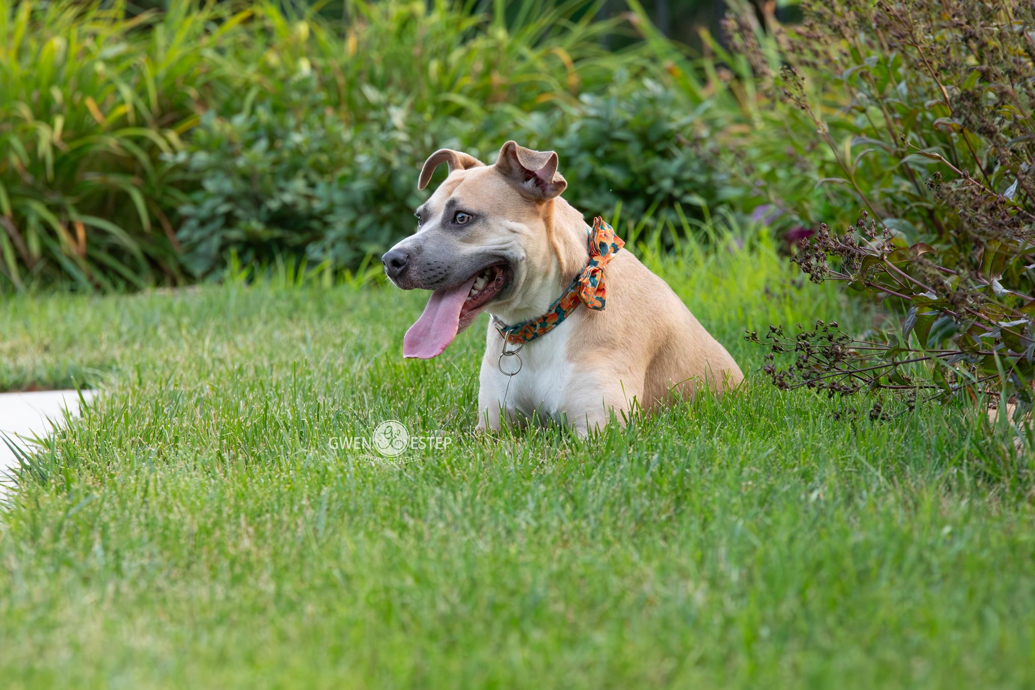 Enlarge Murphey, a Adoptable mixed breed in Dayton, OH image 3/6